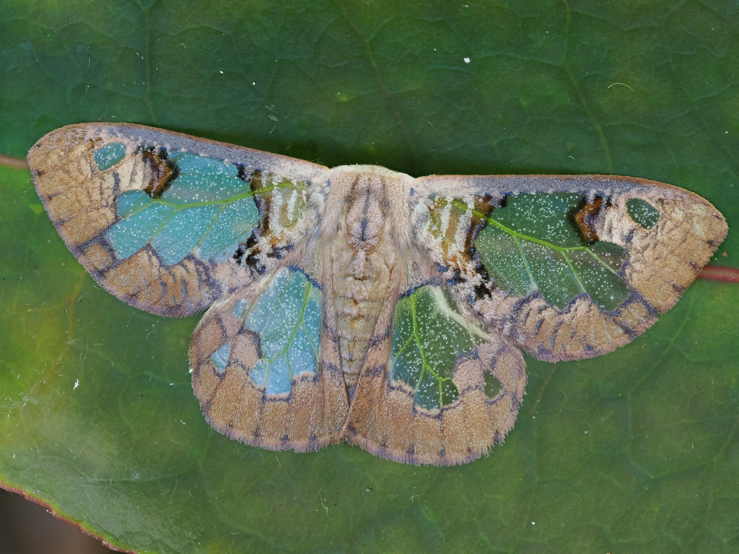 Just one of many stunning moths we are likely to encounter
