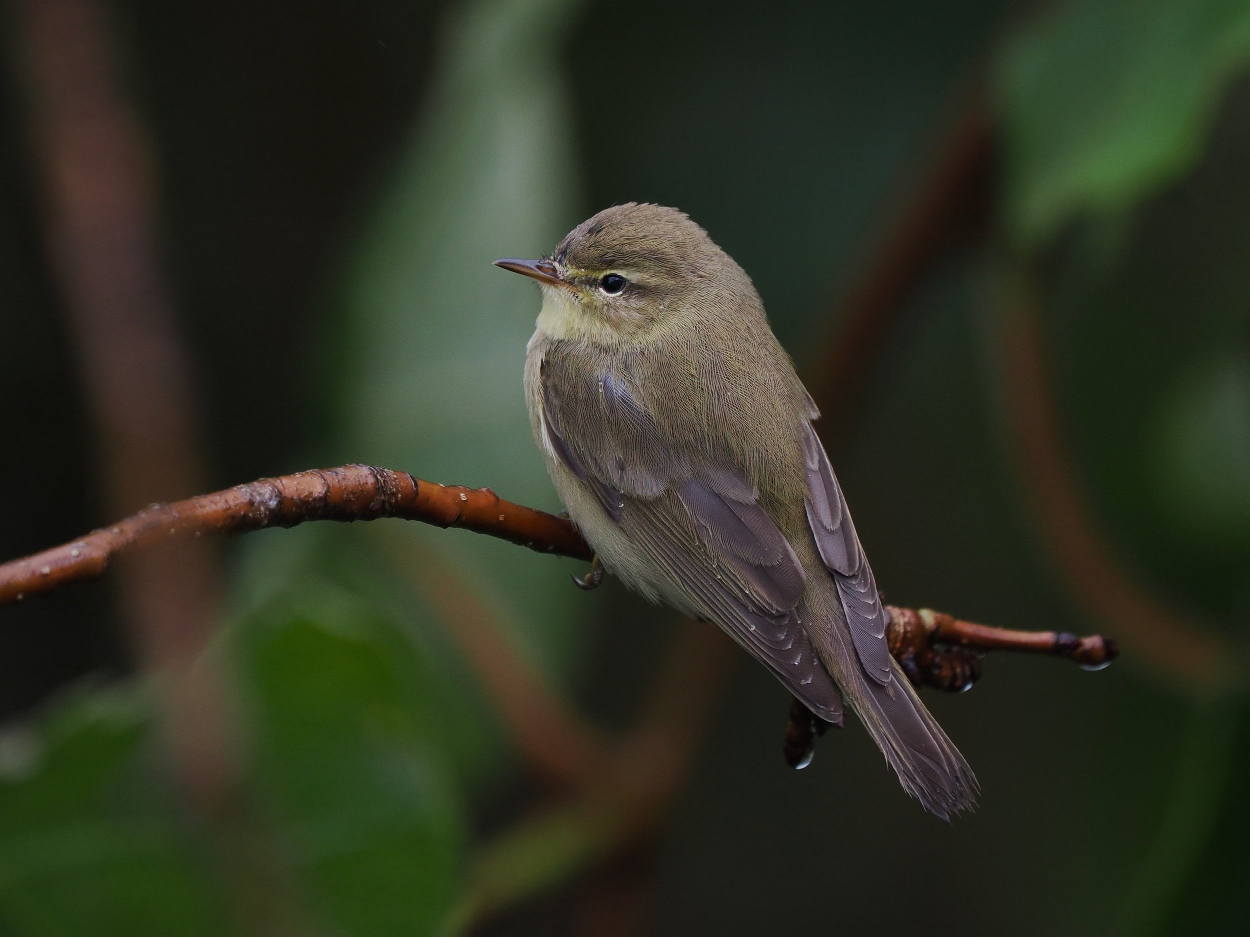 Willow Warbler