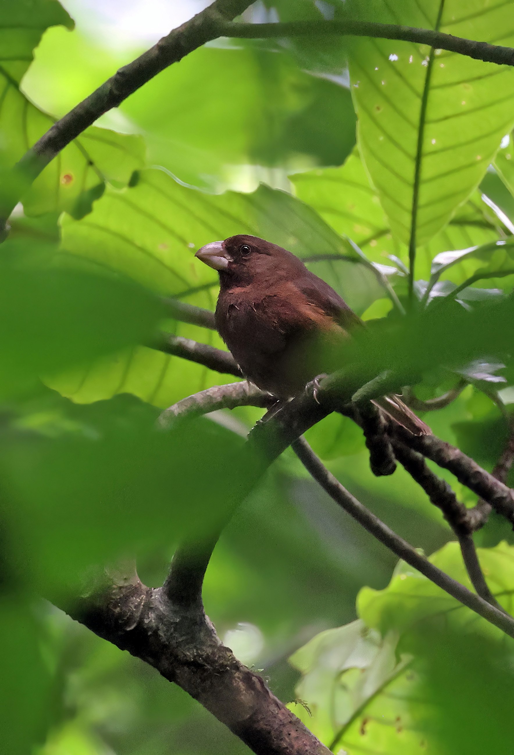 São Tomé Grosbeak ©Neil Bowman