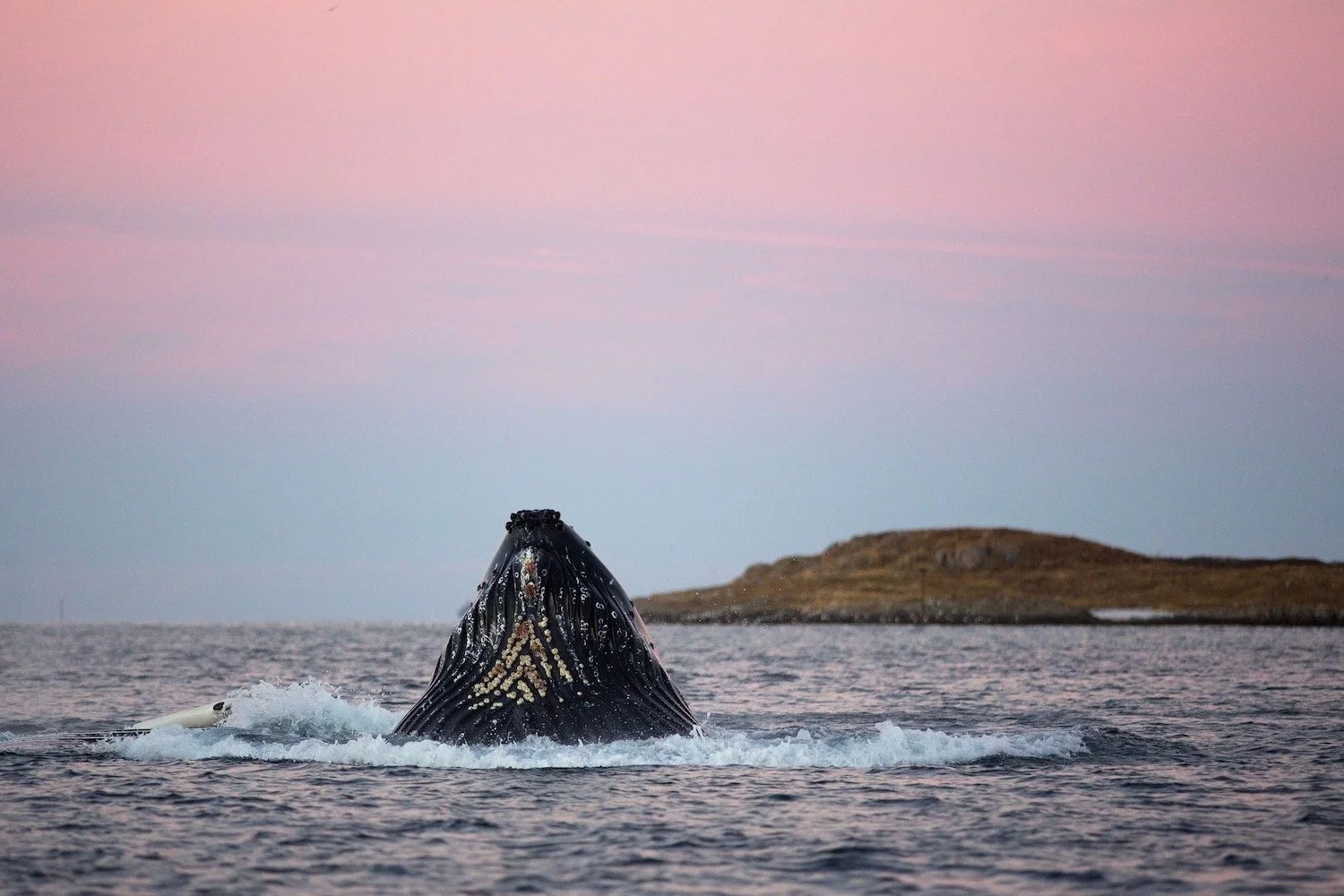 We should have many superb encounters with feeding Humpbacks and Orcas