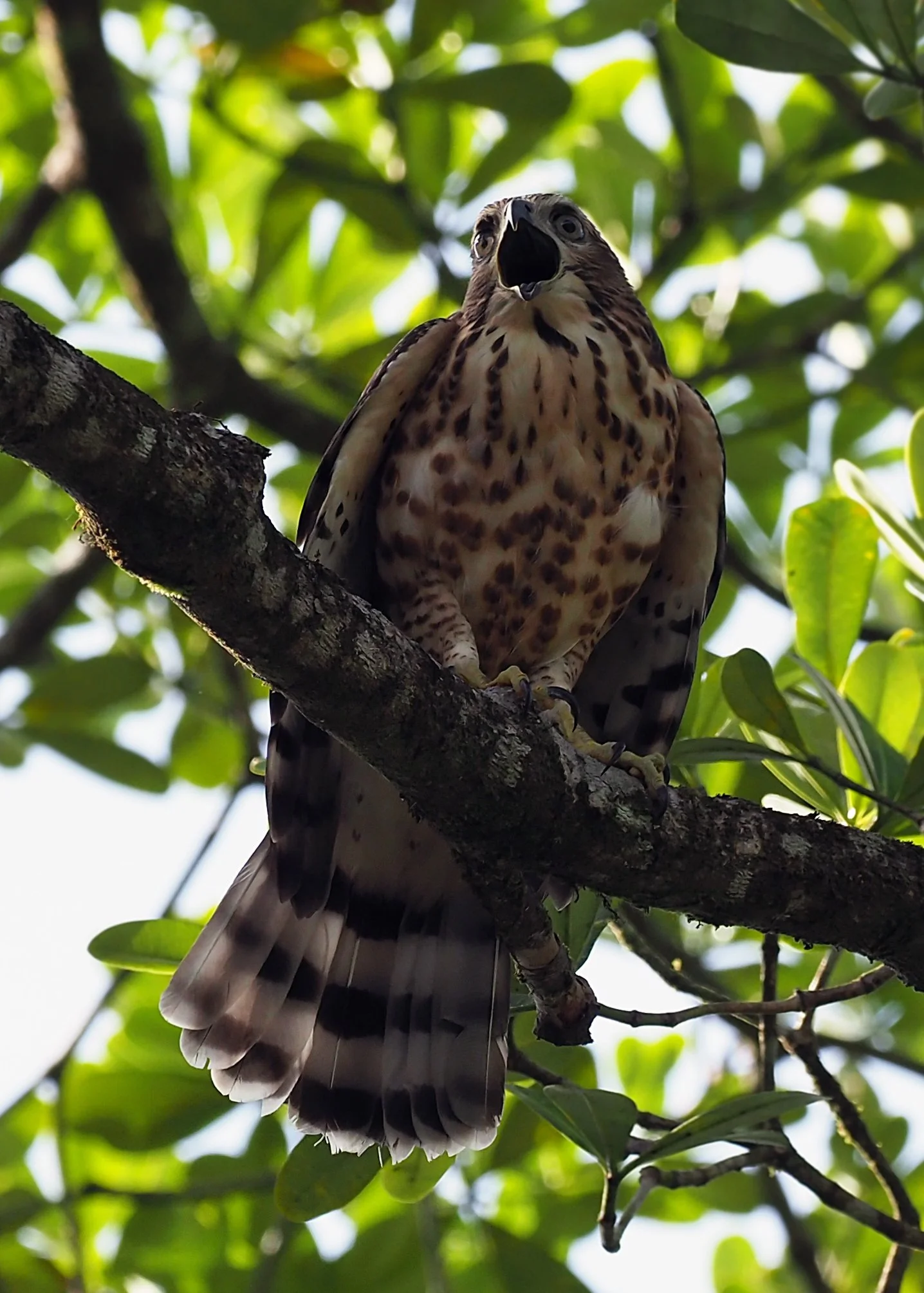 Crested Goshawk