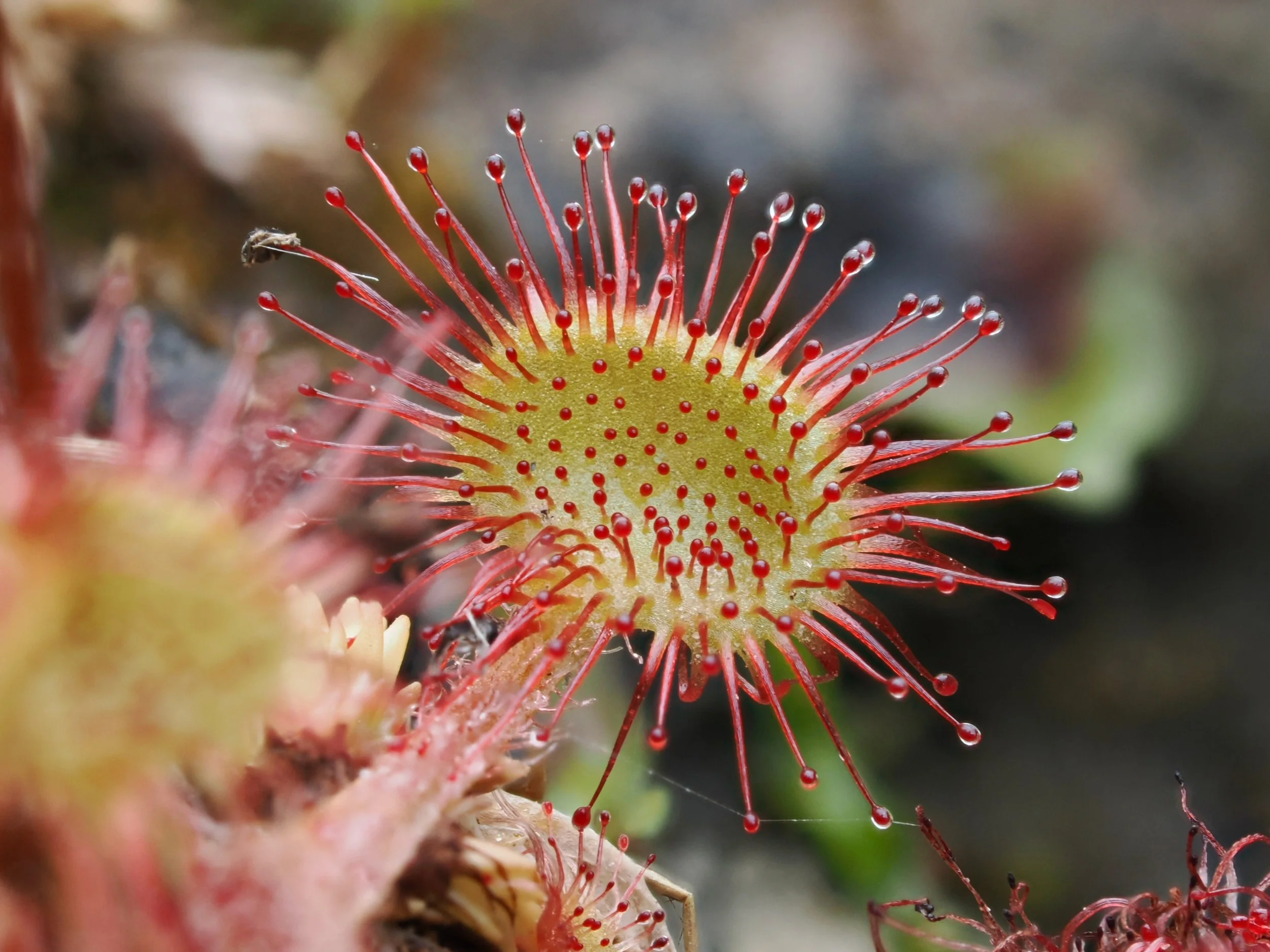 Sundew (carnivorous plant)