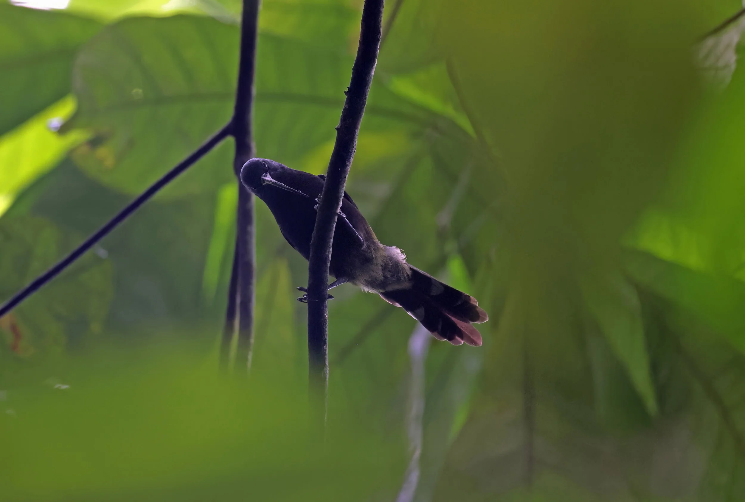 Giant Sunbird ©Neil Bowman