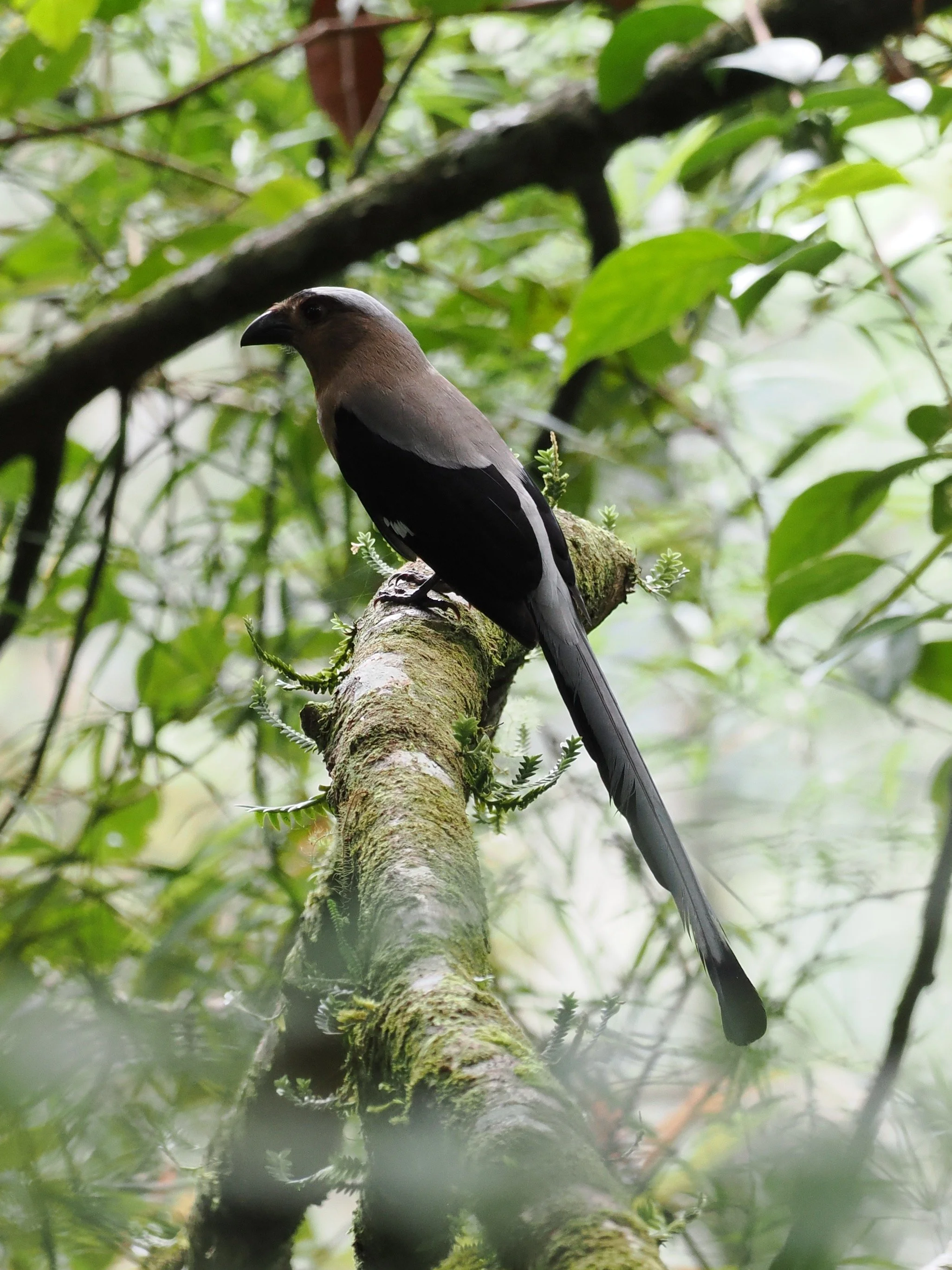 Bornean Treepie