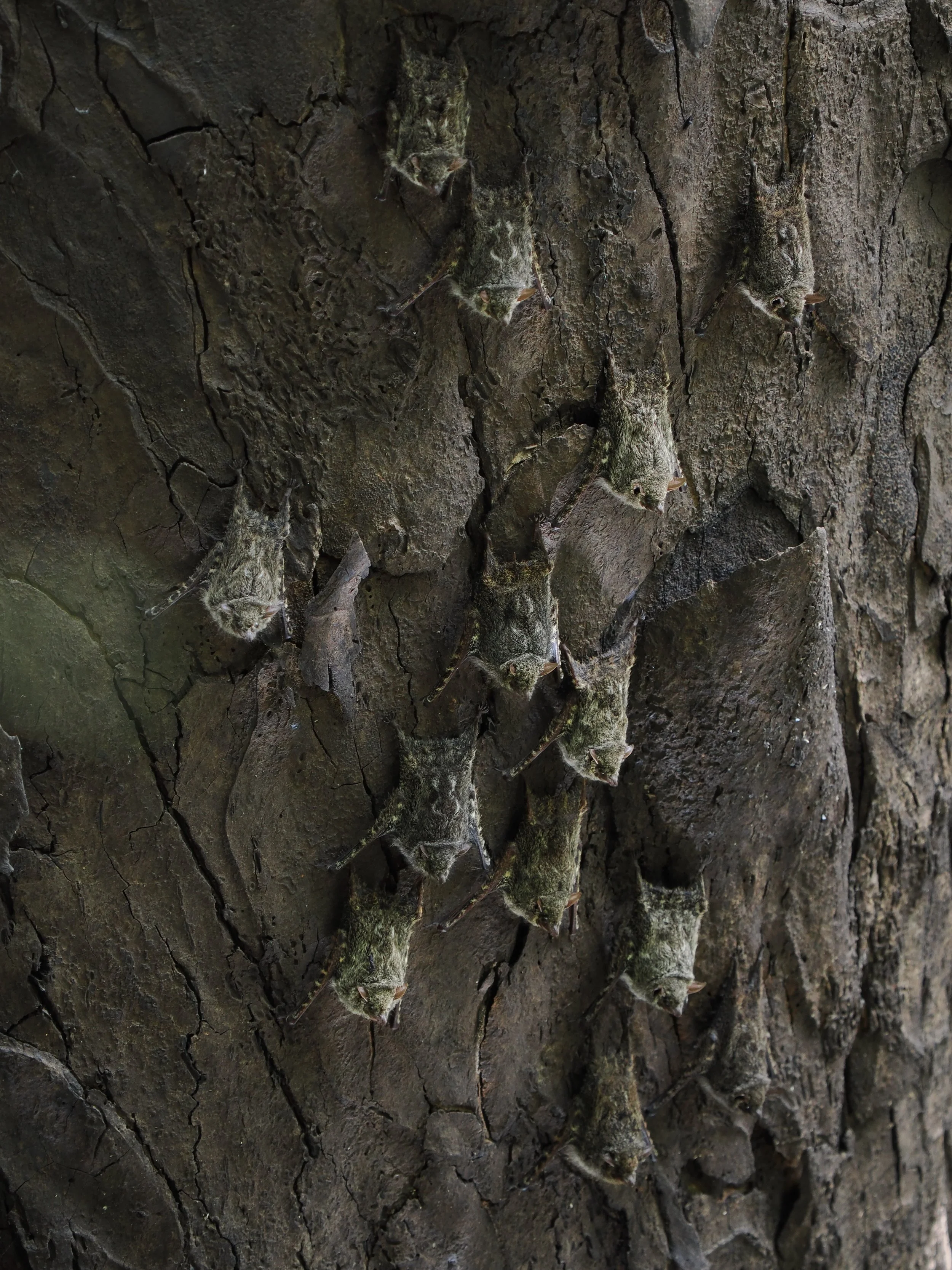 Proboscis Bats roosting on a riverside trunk