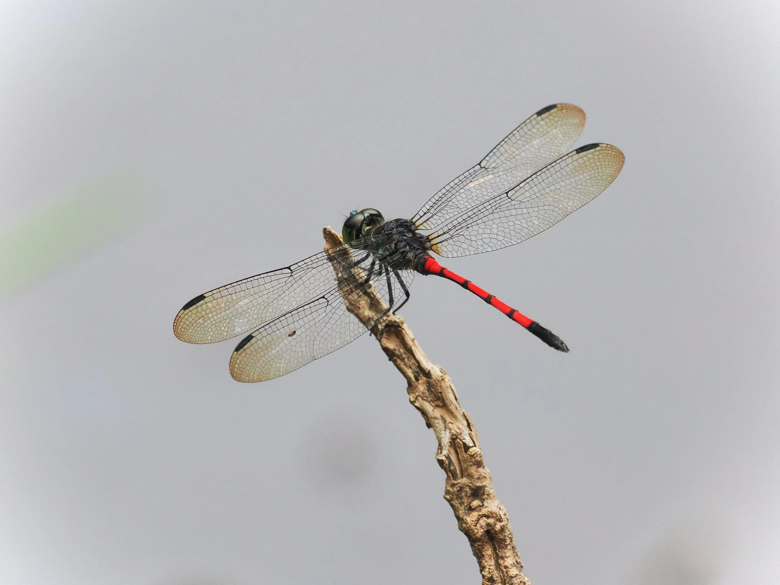 Dragonfly