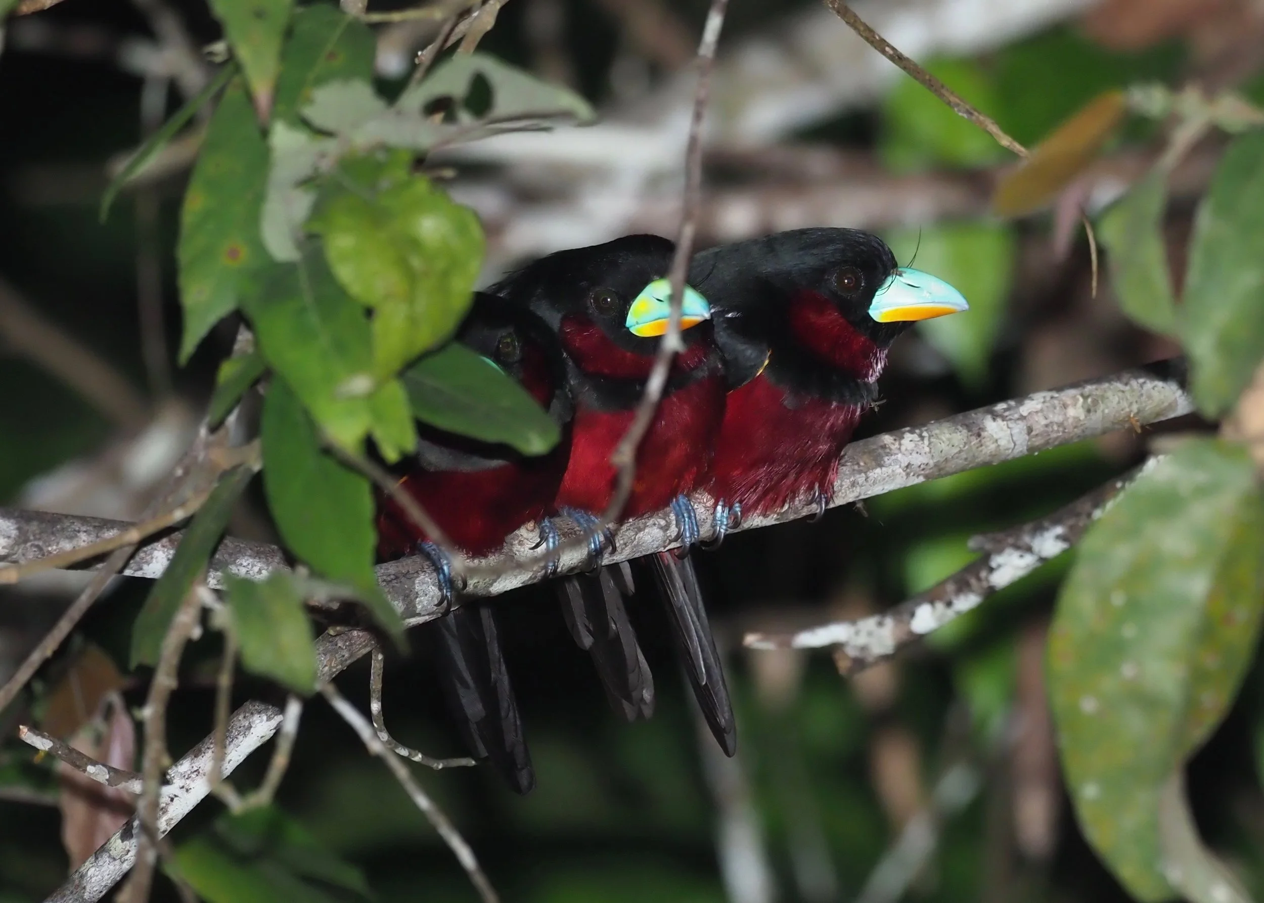 Black and Red Broadbills