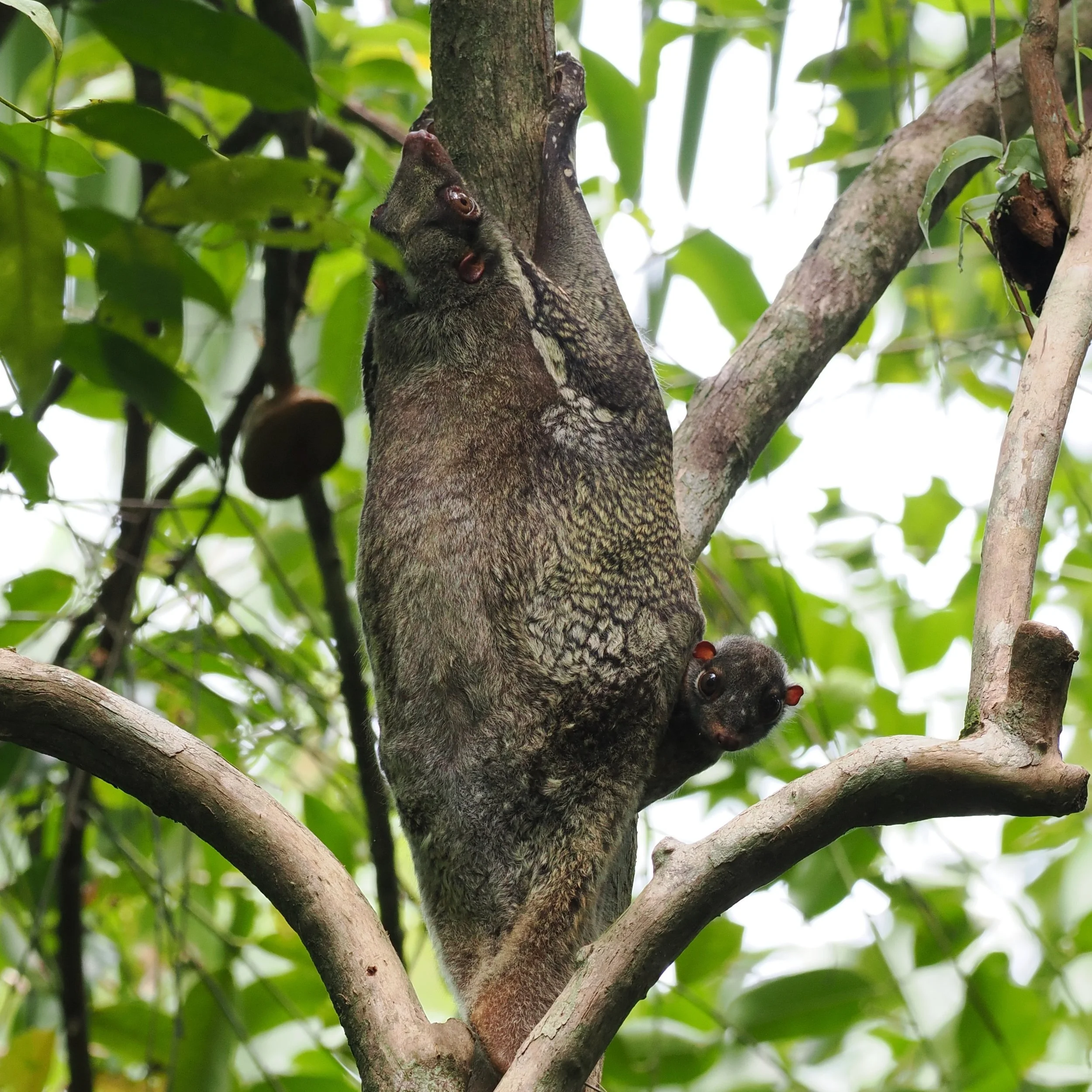 Sunda Colugo, a bizarre gliding arboreal mammal