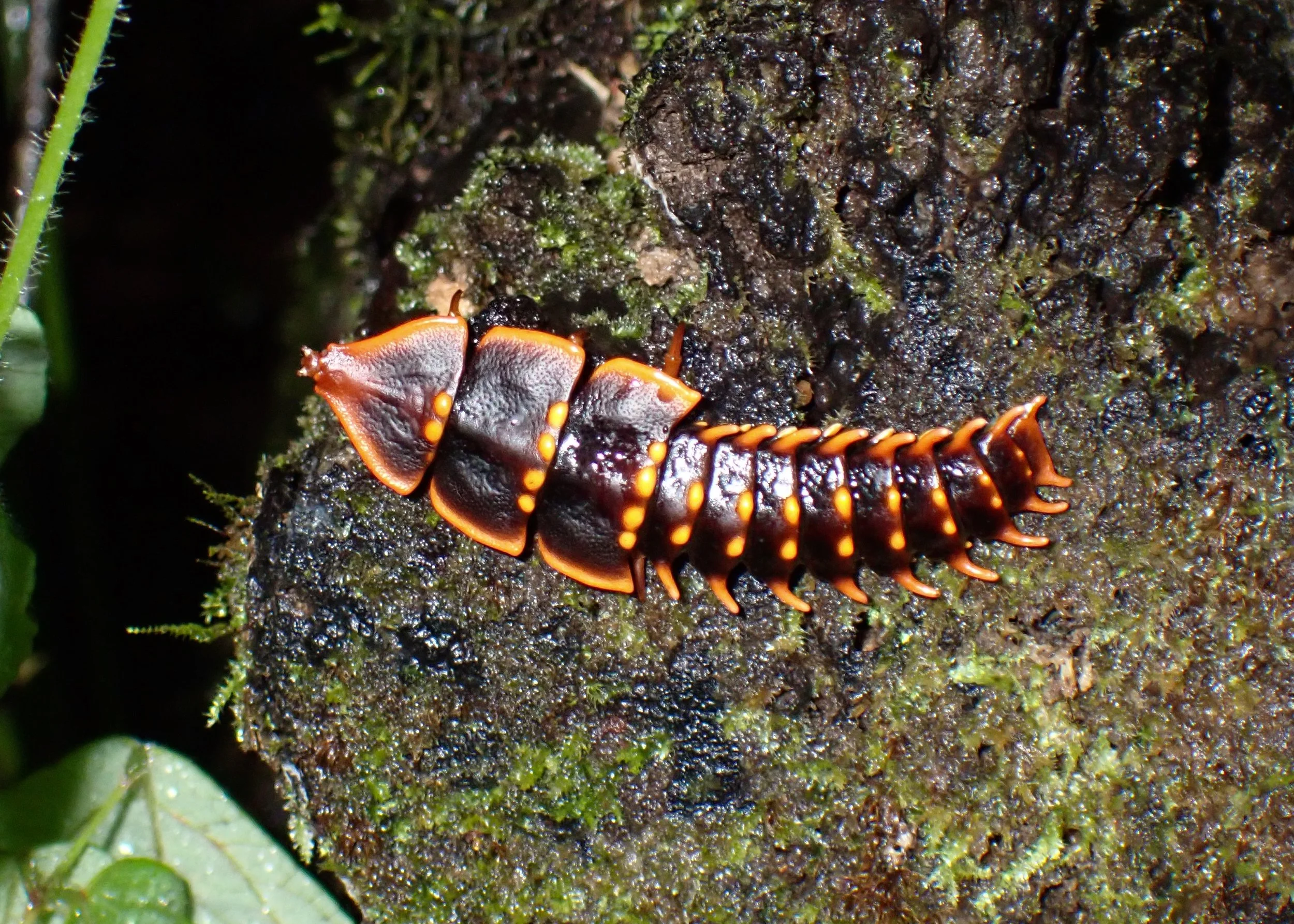 Trilobite Beetle - one of the many weird and wonderful invertebrates we may encounter