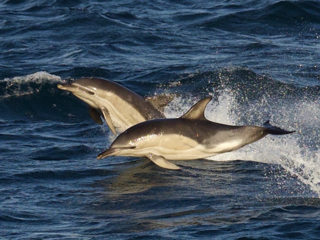 Common Dolphins