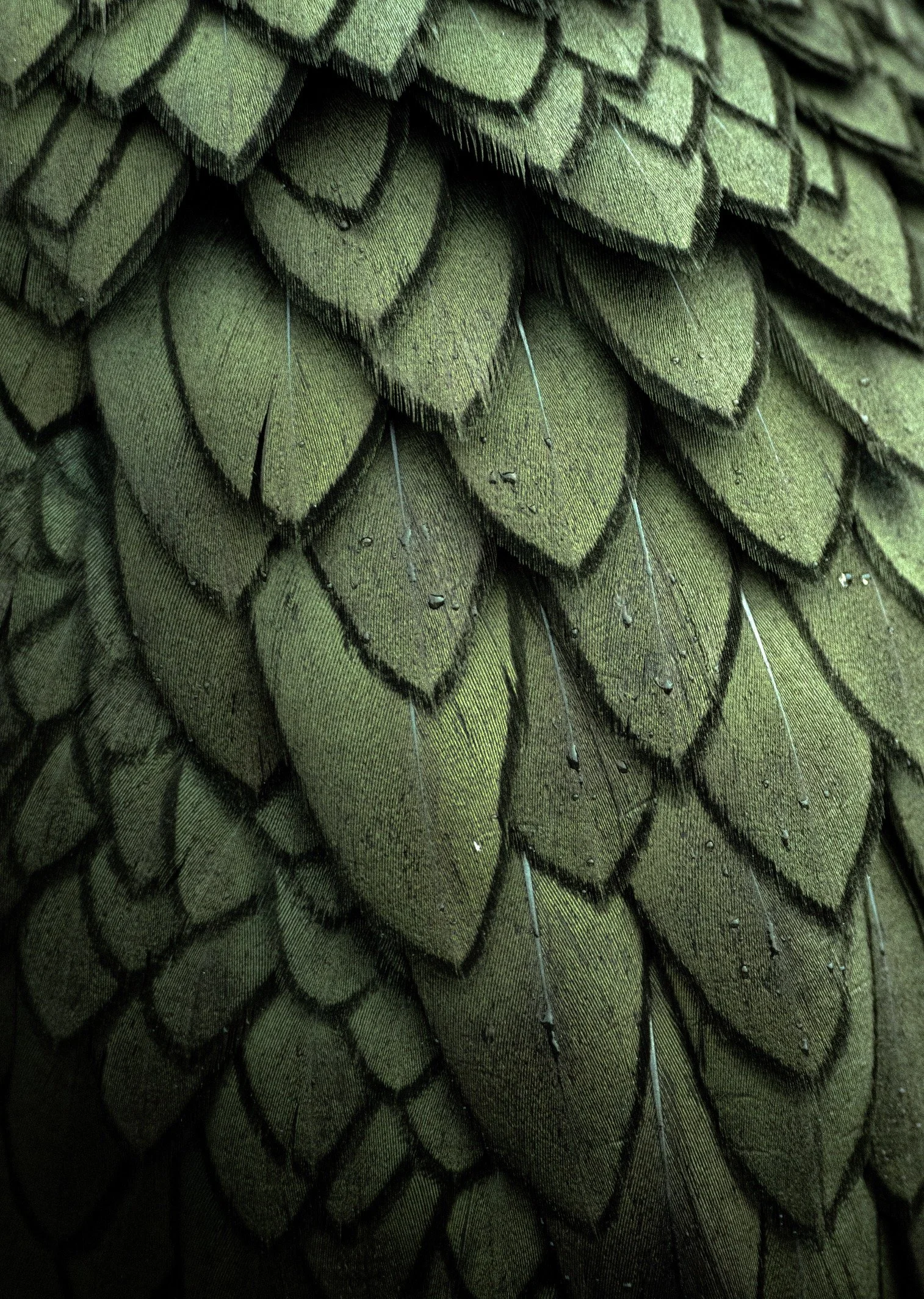 which offers close approach and numerous photo opportunities © Rachel Bigsby