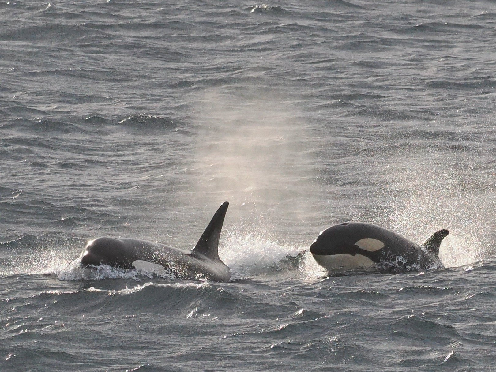 Orca hunting along the Scottish Coast
