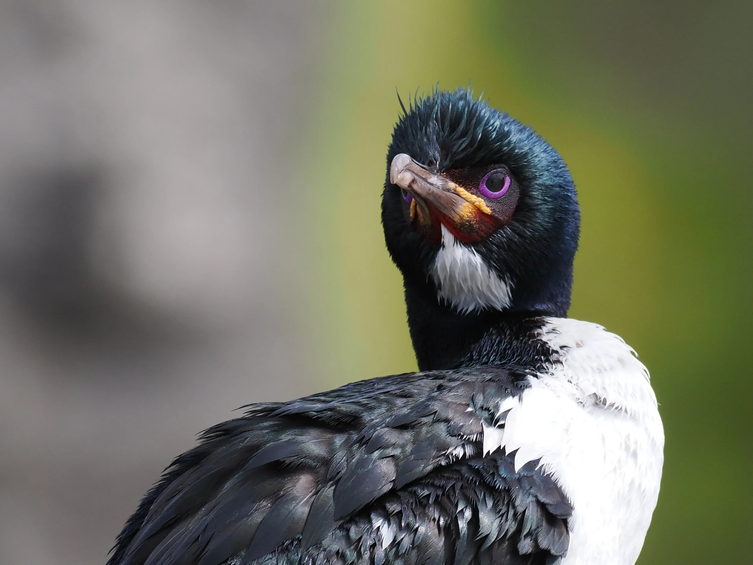 Auckland Island Shag