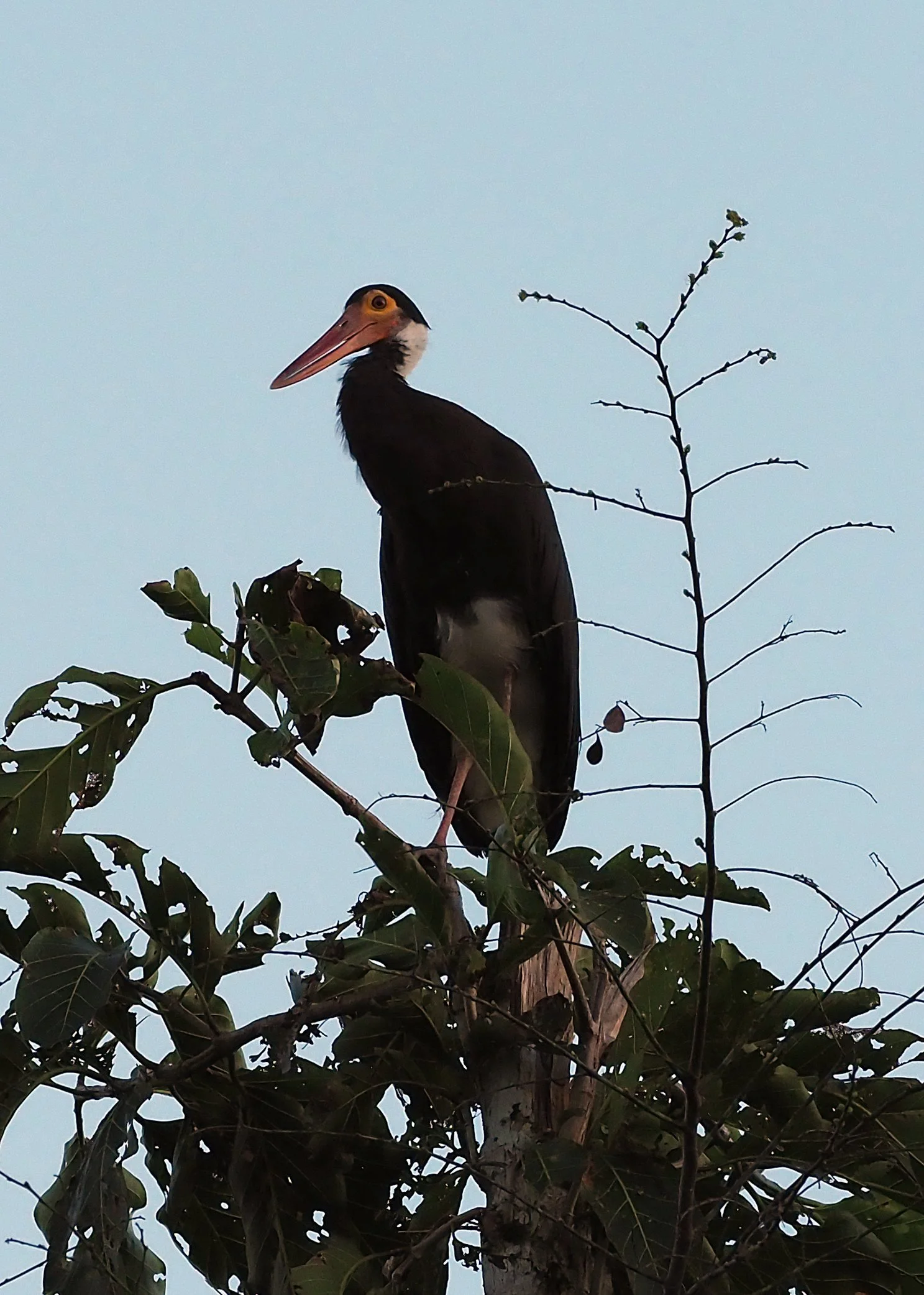 Storm's Stork