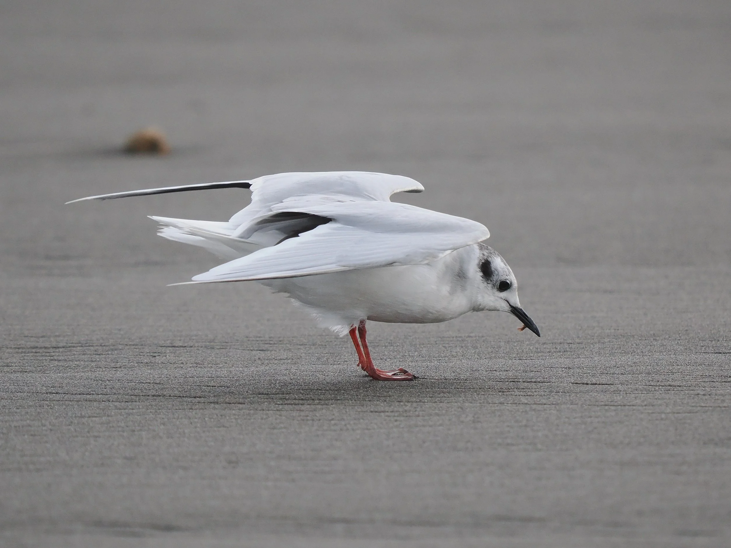 Little Gull