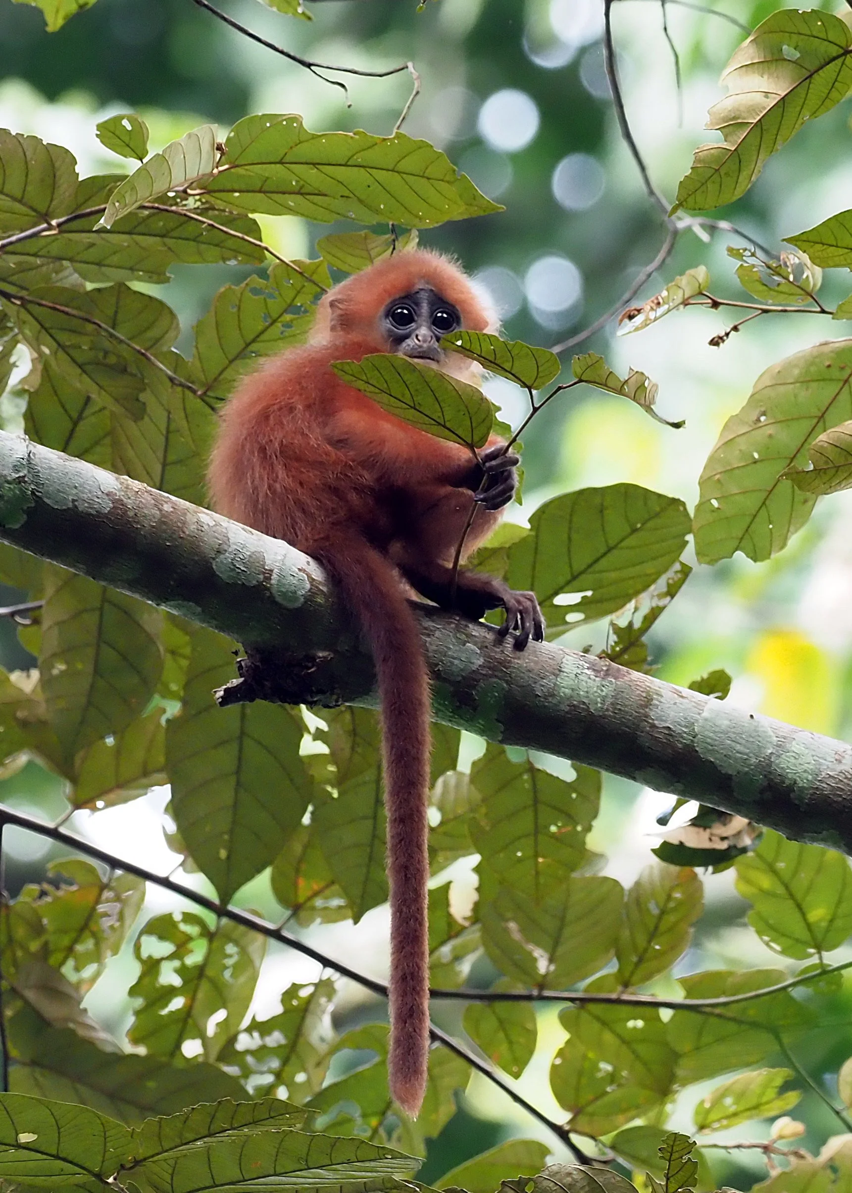 Maroon Leaf Monkey