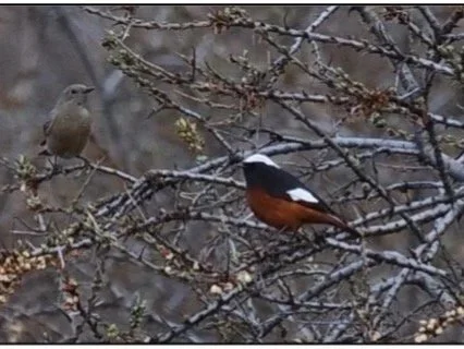 Güldenstädts Redstart, Georgia by Dan Brown