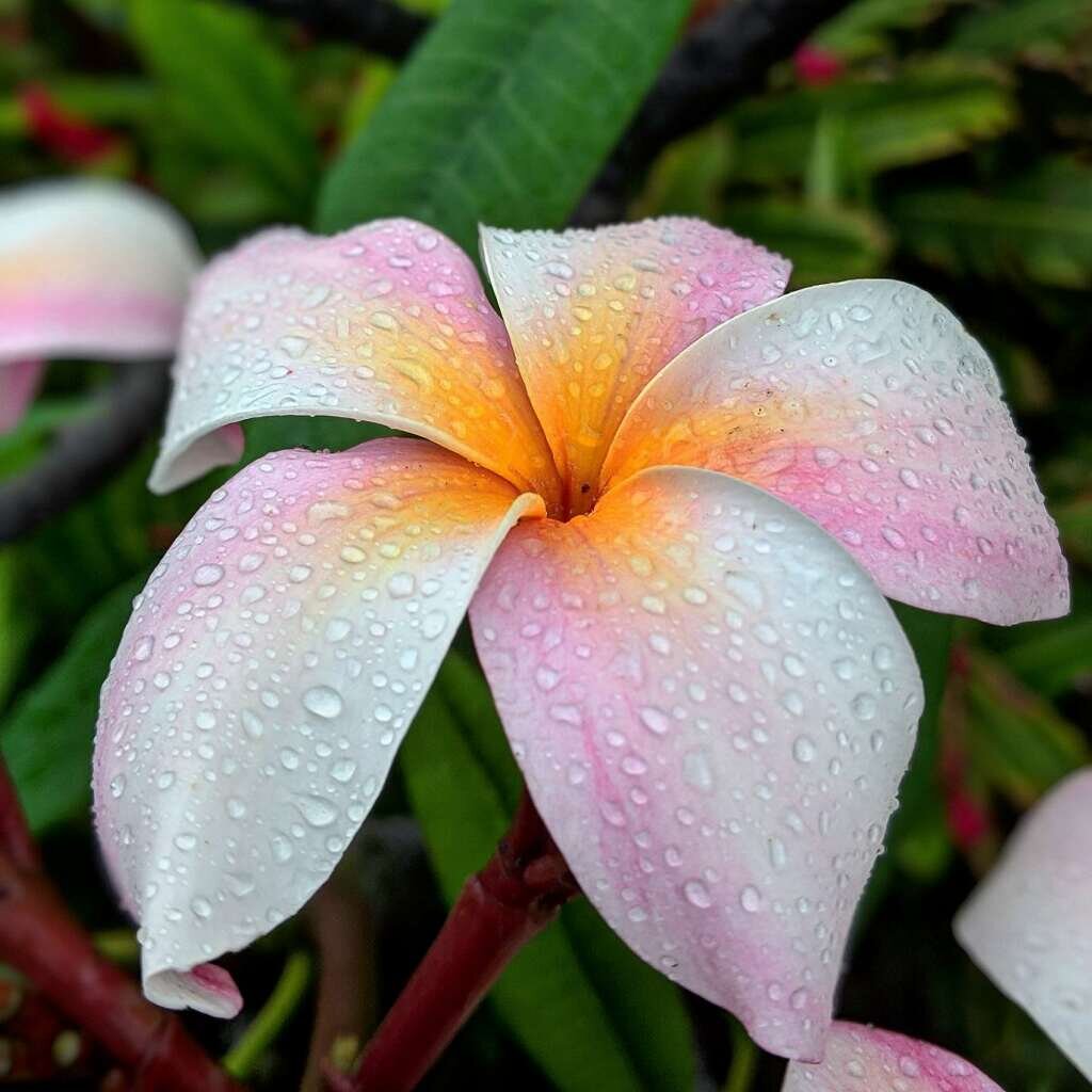 May the Yoga Force Be With You - Free Class Sundays All May