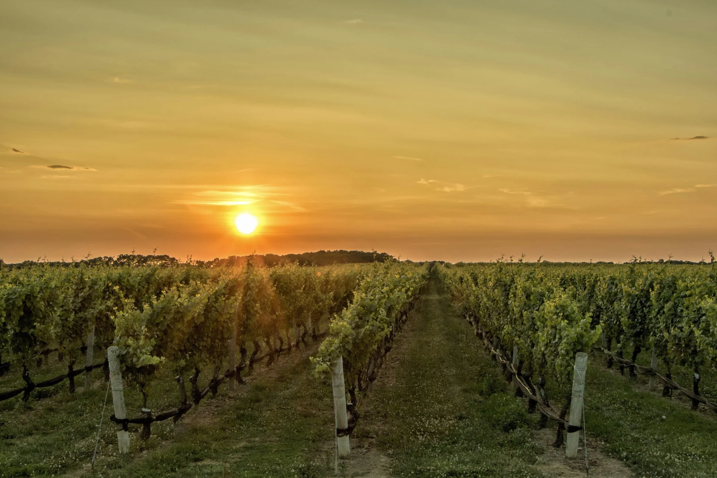 Vineyard rows under a setting sun with a clear sky and minimal clouds.