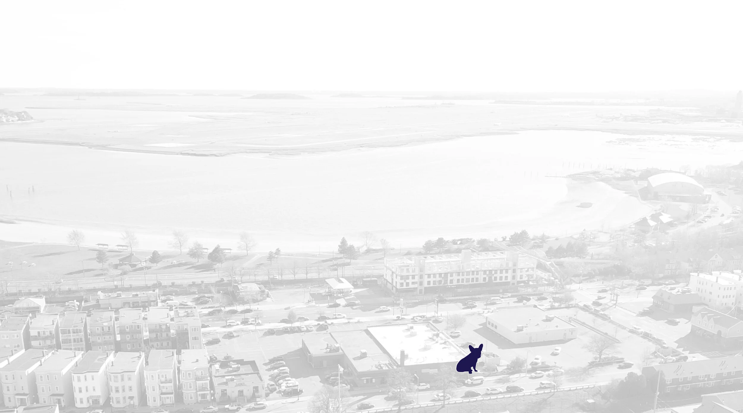 dog bg-01.jpg