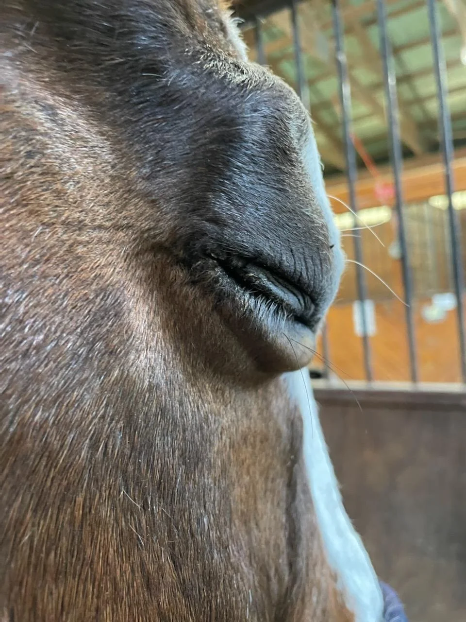 CNM taping eye3.jpeg