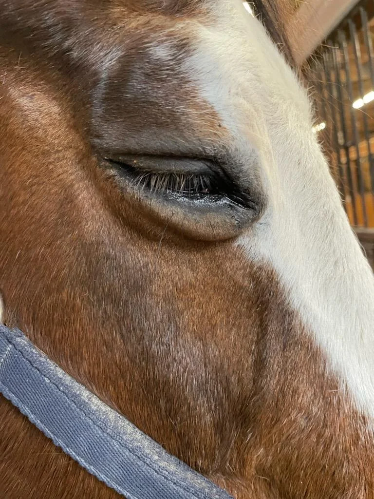 CNM taping eye2.jpeg