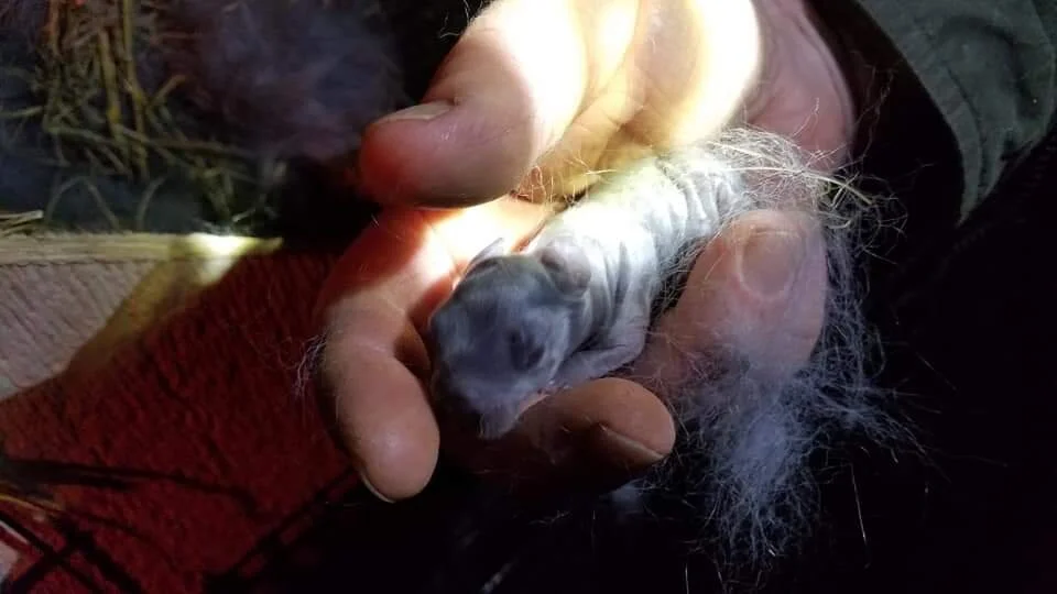 Hand Raised Rabbits — The Haystead Ranch