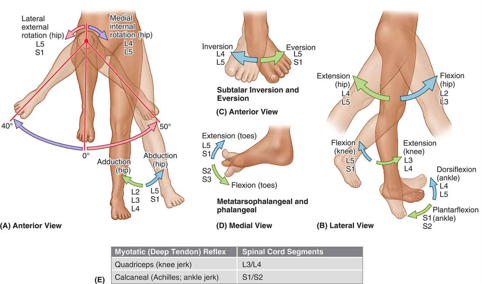 Lower Extremity Myotomes Testing Lower Extremity Myotomes Testing