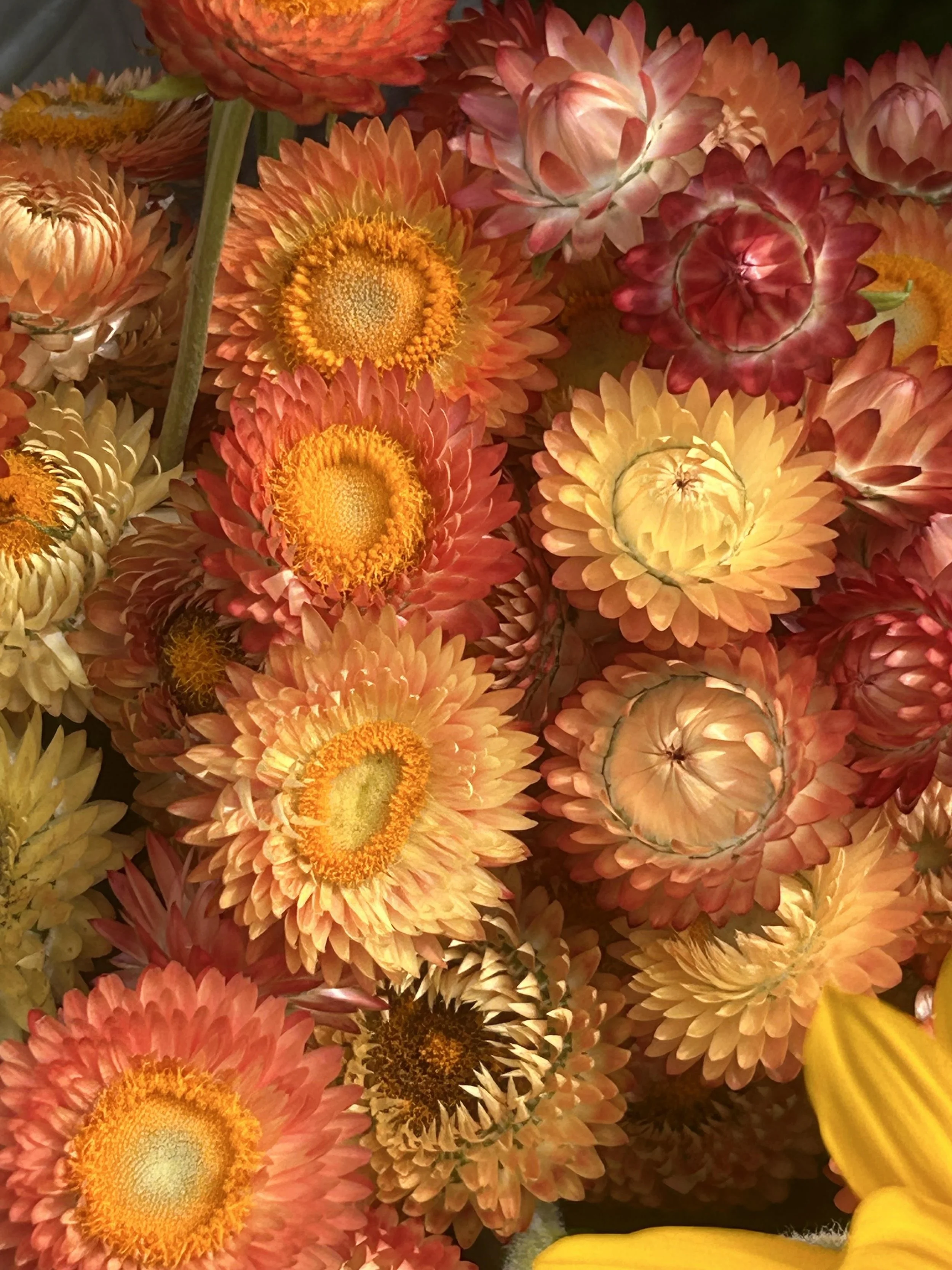 Strawflower - Product Marketing Photo
