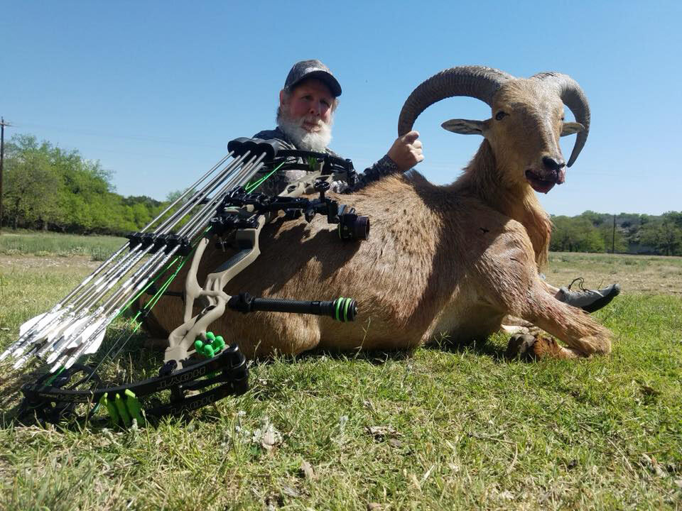 Archery Aoudad 