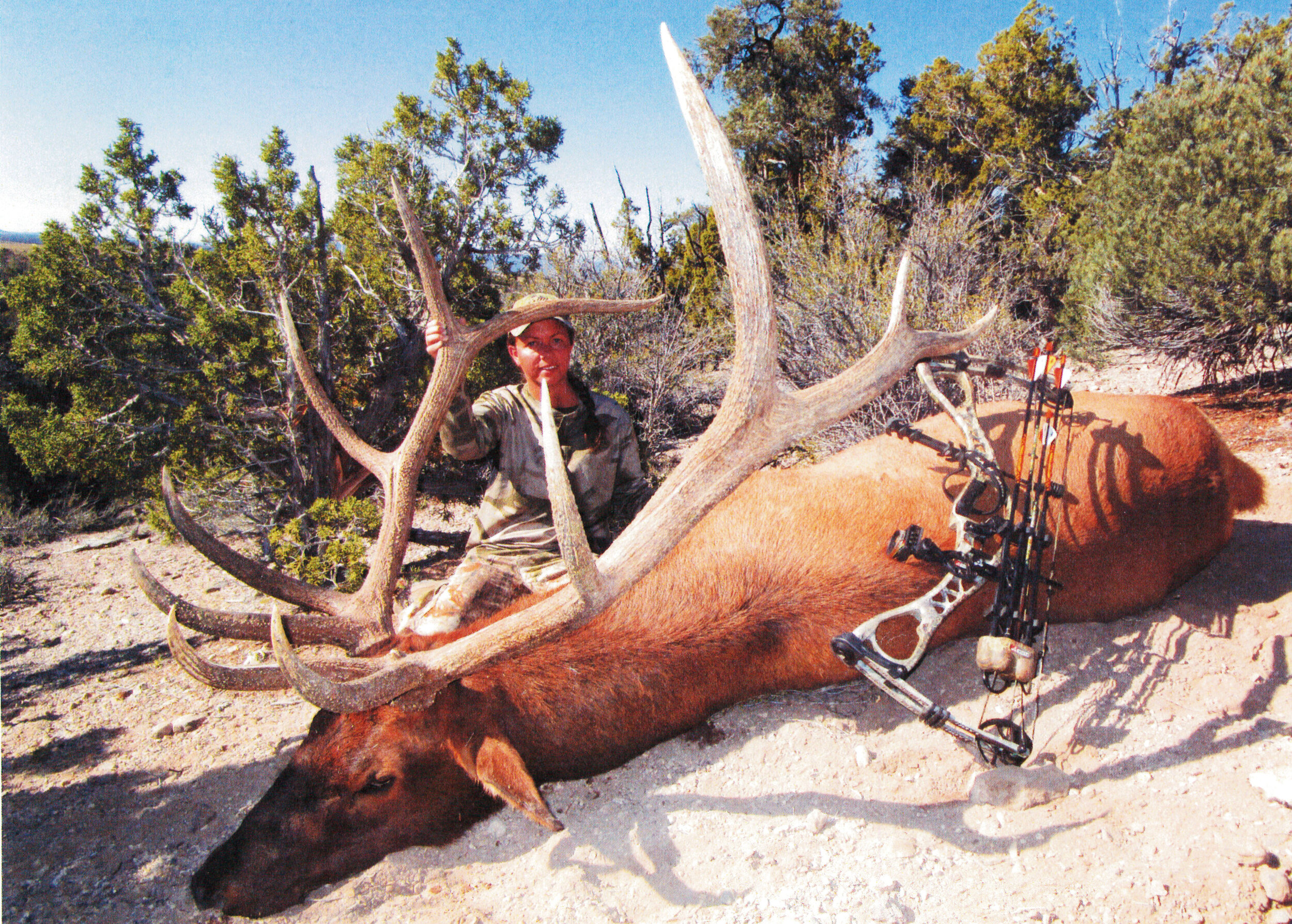 Archery Elk