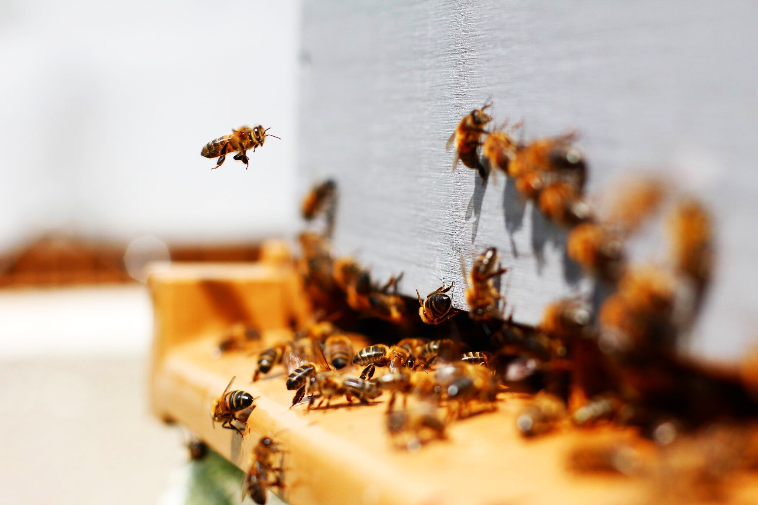 Welcome to “The Hive…”