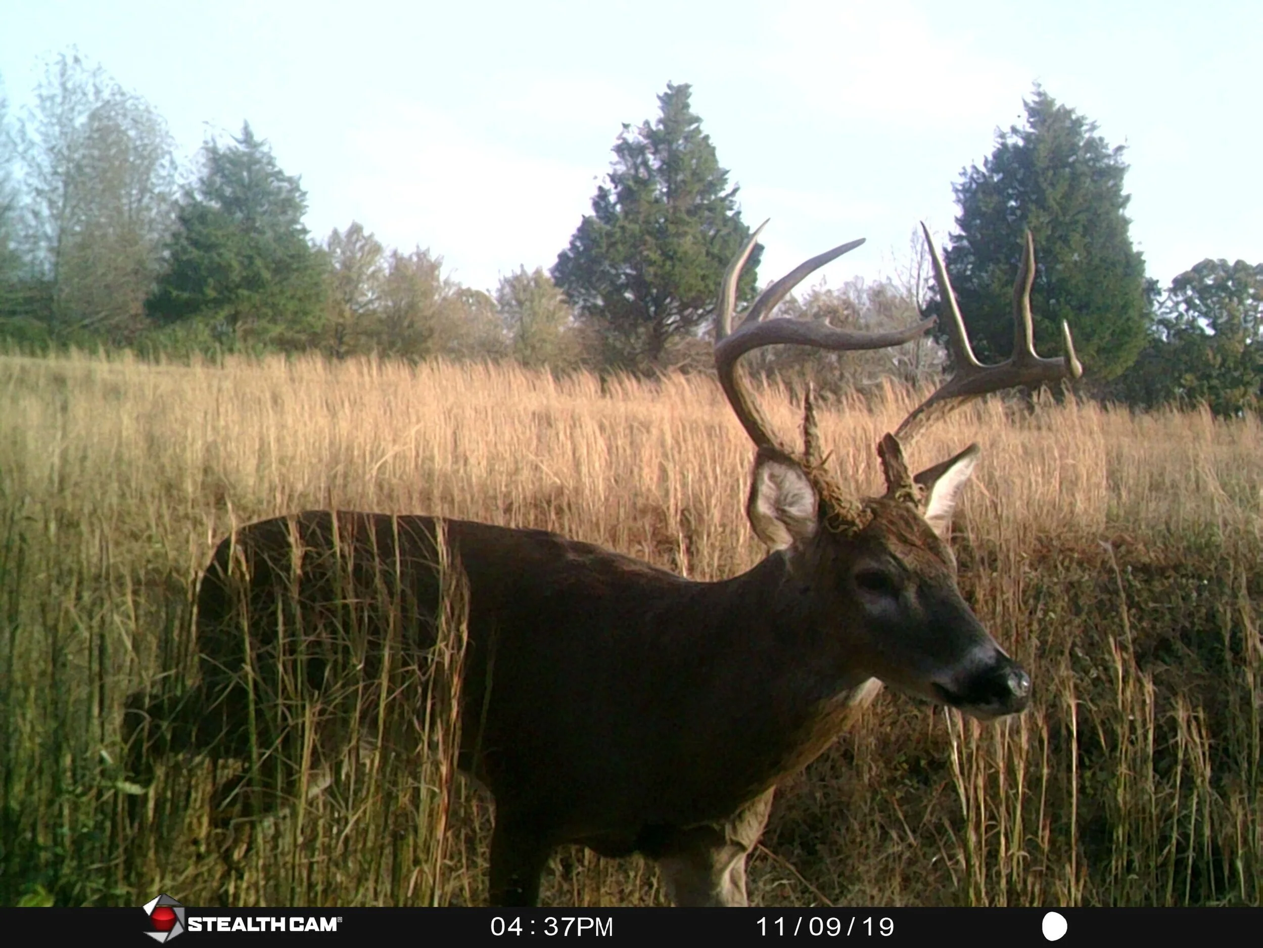 Whitetail Deer