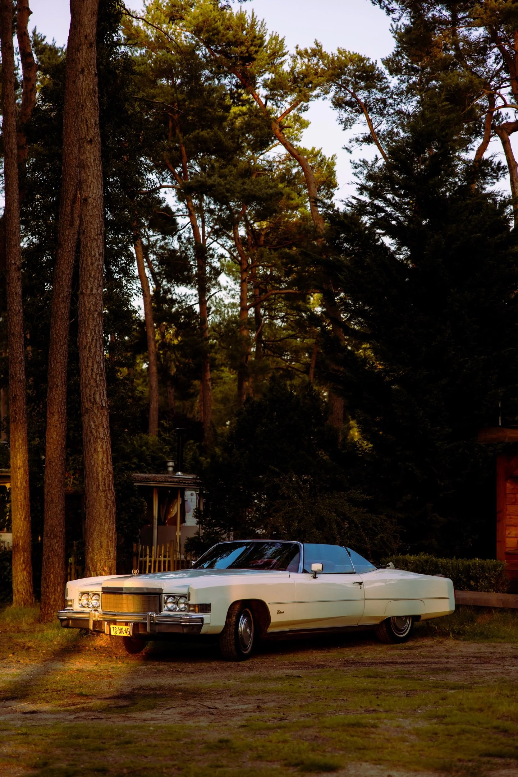 Into the woods-4.jpeg