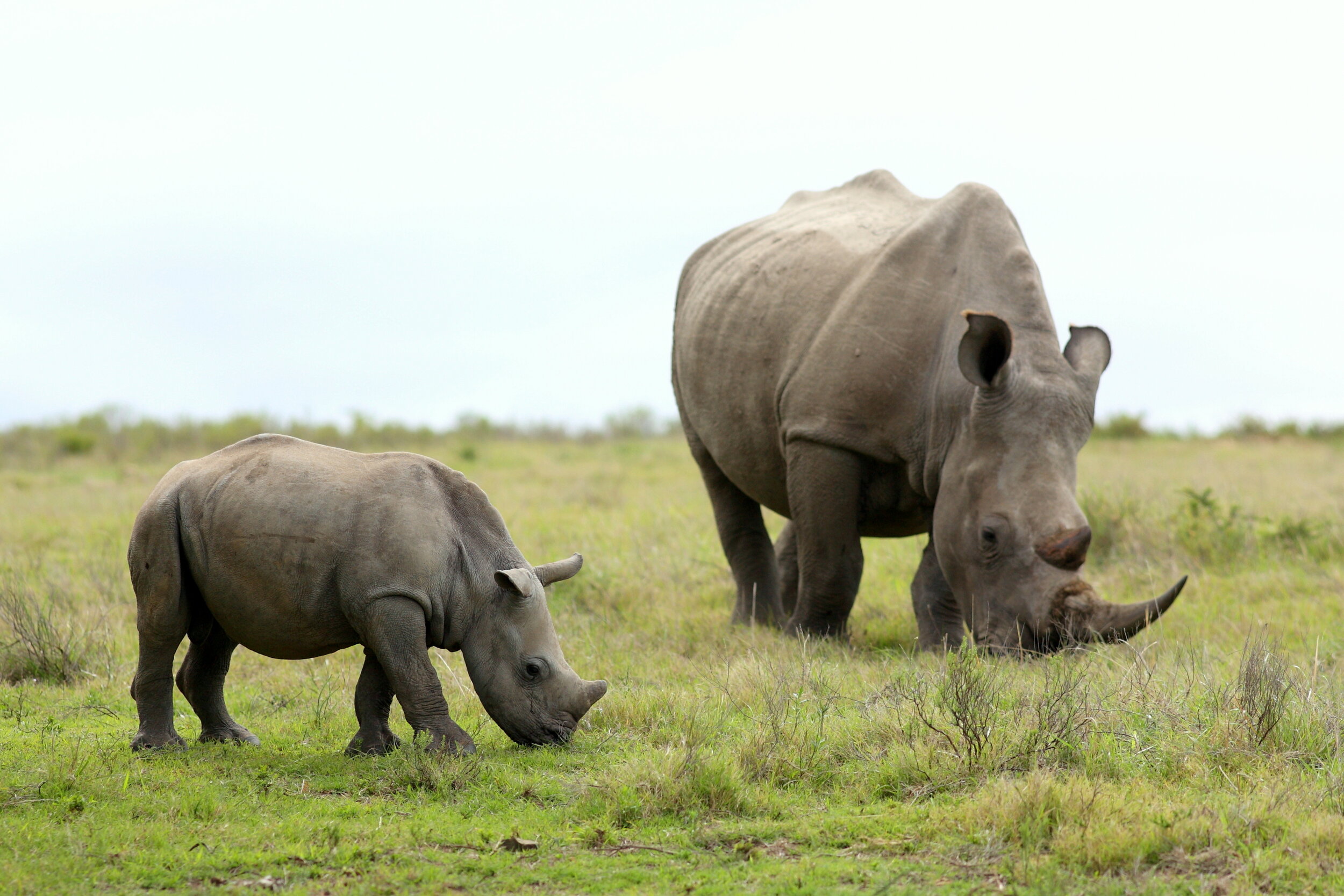 Endangered Rhinos Flown From Africa to U.S. Sanctuary — Western Global  Airlines Air Cargo Company