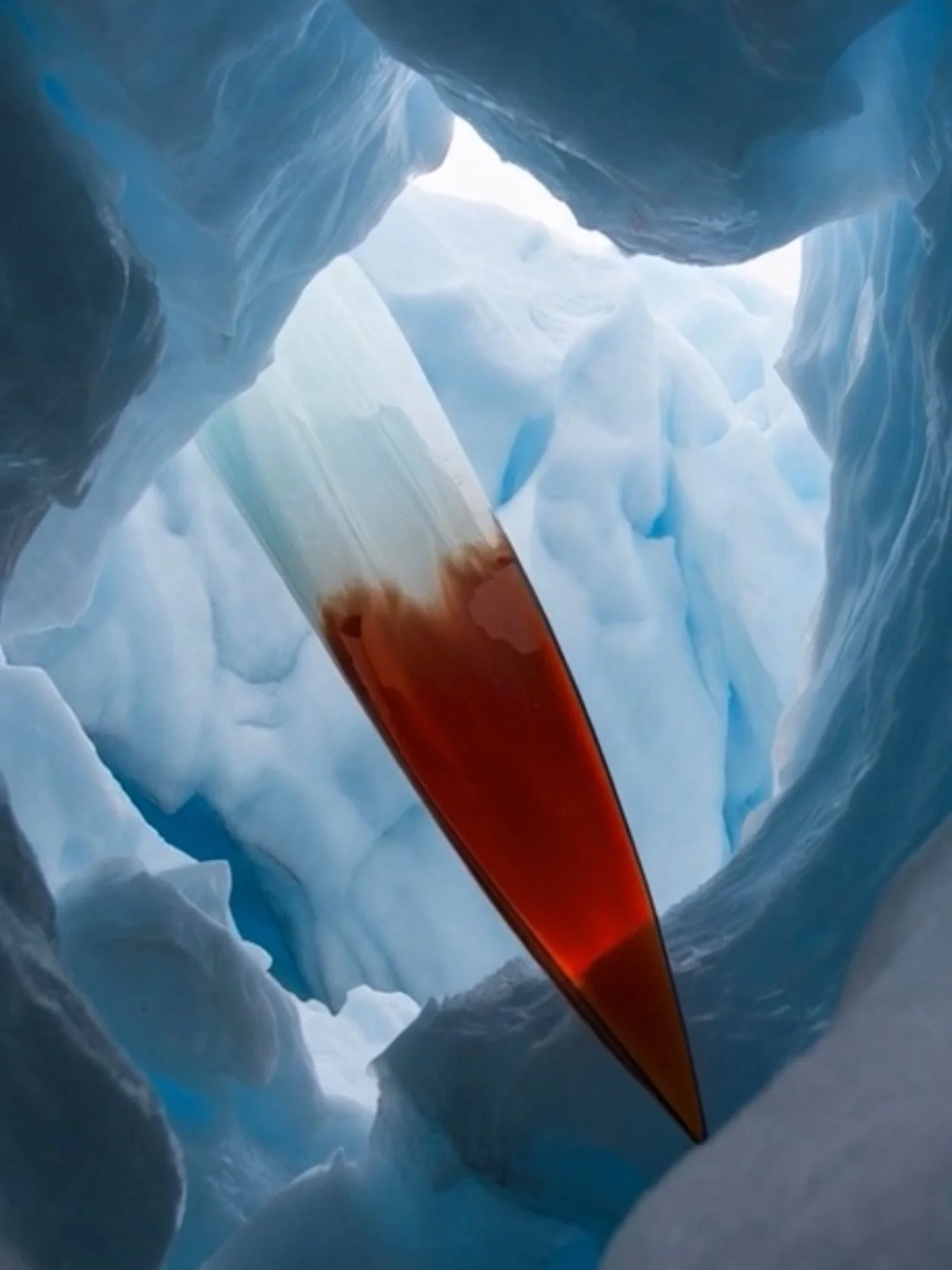 Narwhal tusk and icebergs calving
