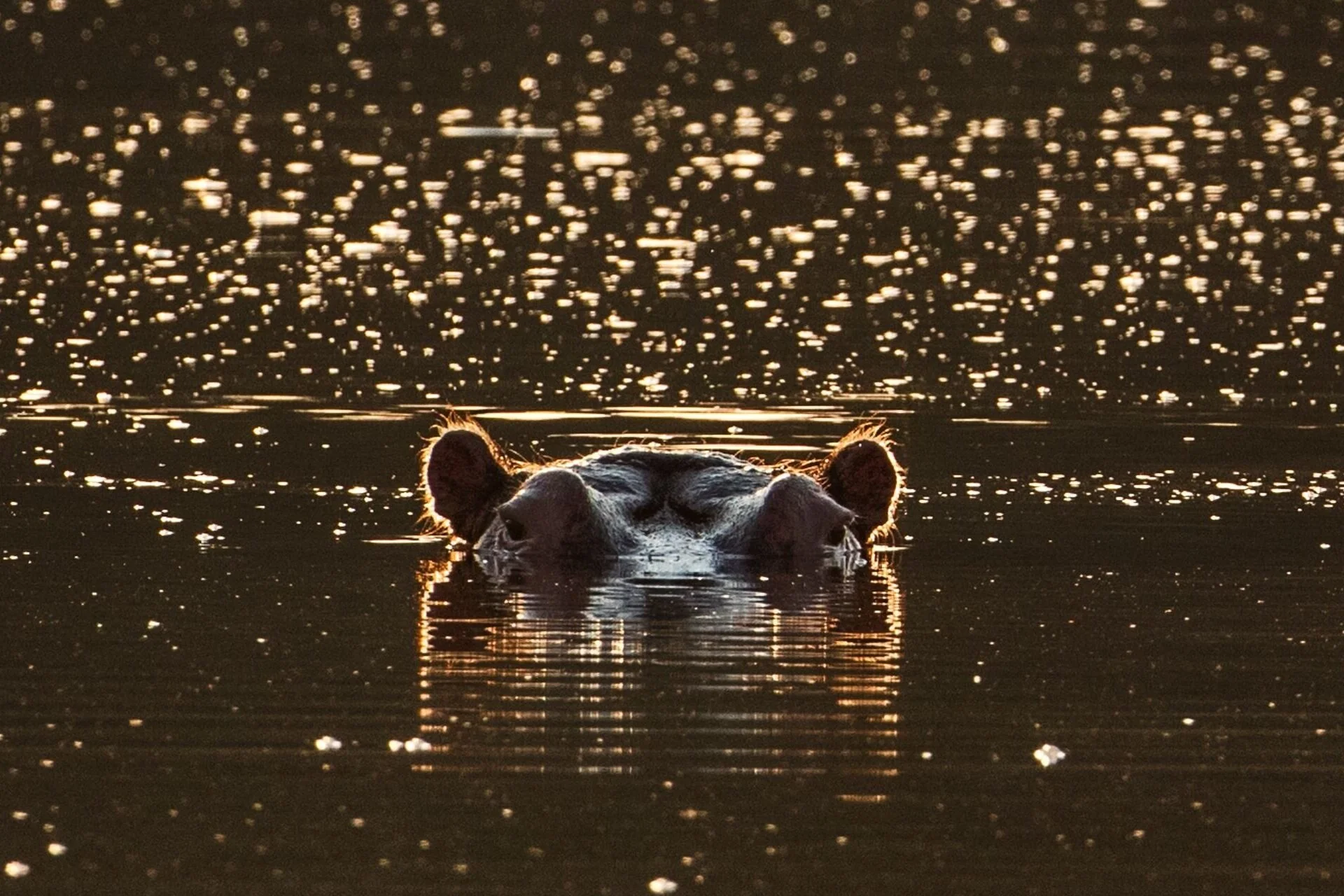 Hippo_JeffEngel.jpg