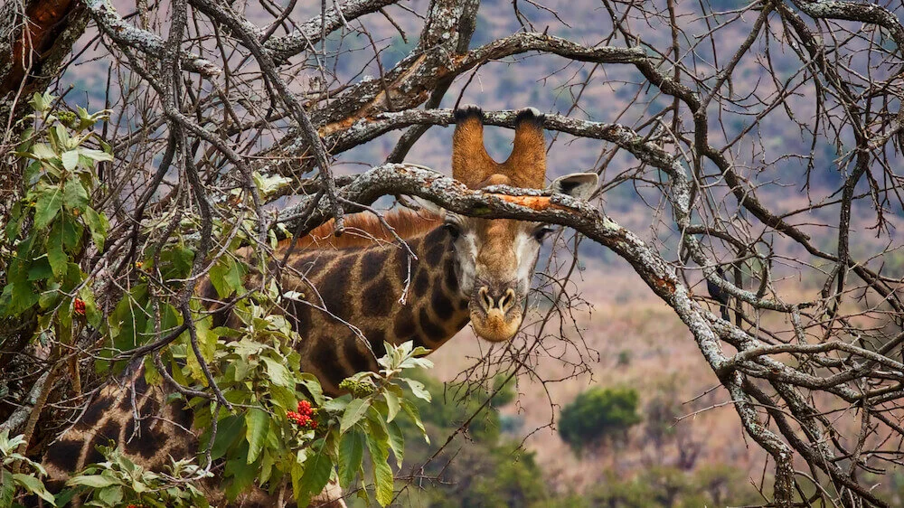 0X5A2330 - Version 3_smaller.jpg