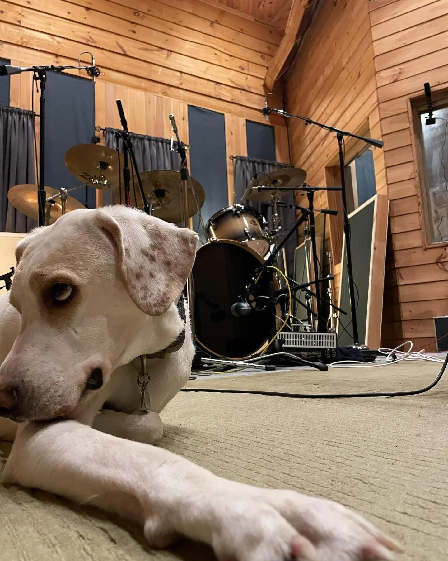 My office away from my office this past week&hellip;the wonderful walls of @rawrecording making new @guhtsband noises.  Not small. 

Boomerang helped.