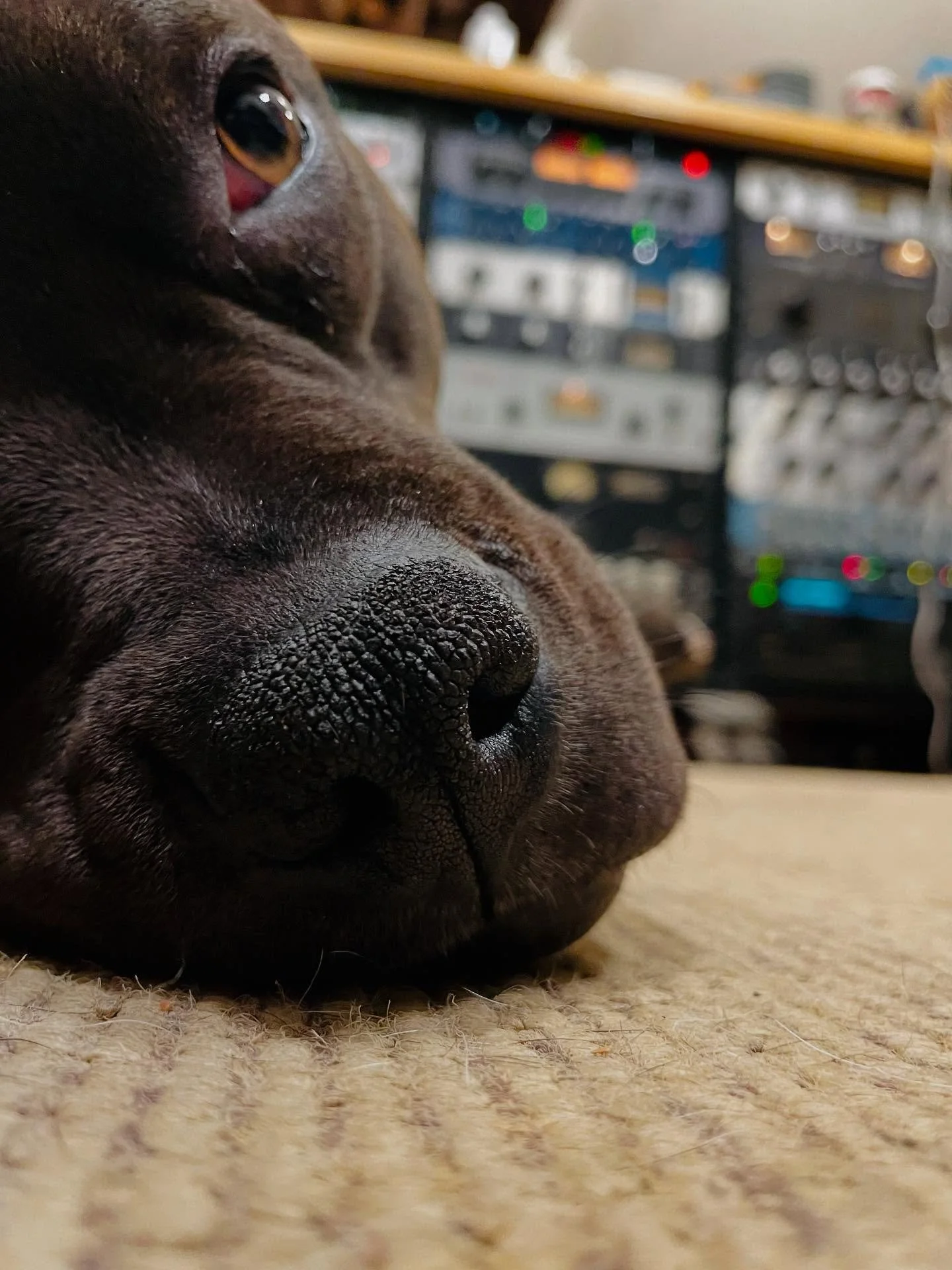 @the_triceratops brought their Top Brass to mix this week&hellip;RAISIN!