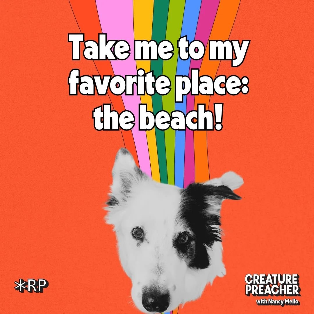 Jem may be in his golden years, but he's still a fan of fun in the sand and sun! Listen to more from Jem and his owners, Monique and @car_talk's Ray, in this week's episode of &quot;Creature Preacher.&quot; Tap the link in our bio to listen now!⁠
⁠
#