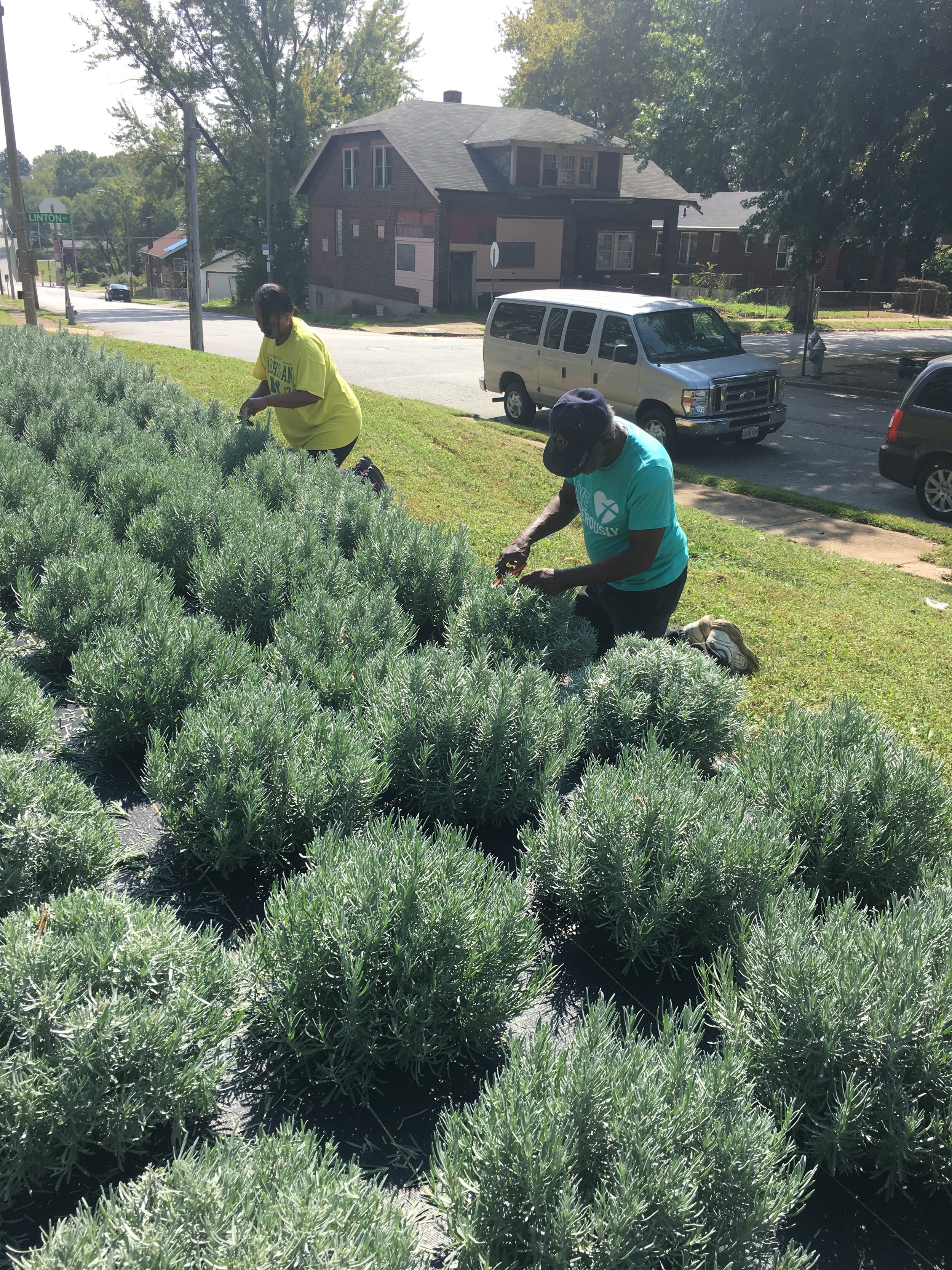 People working on urban lavender garden.jpeg