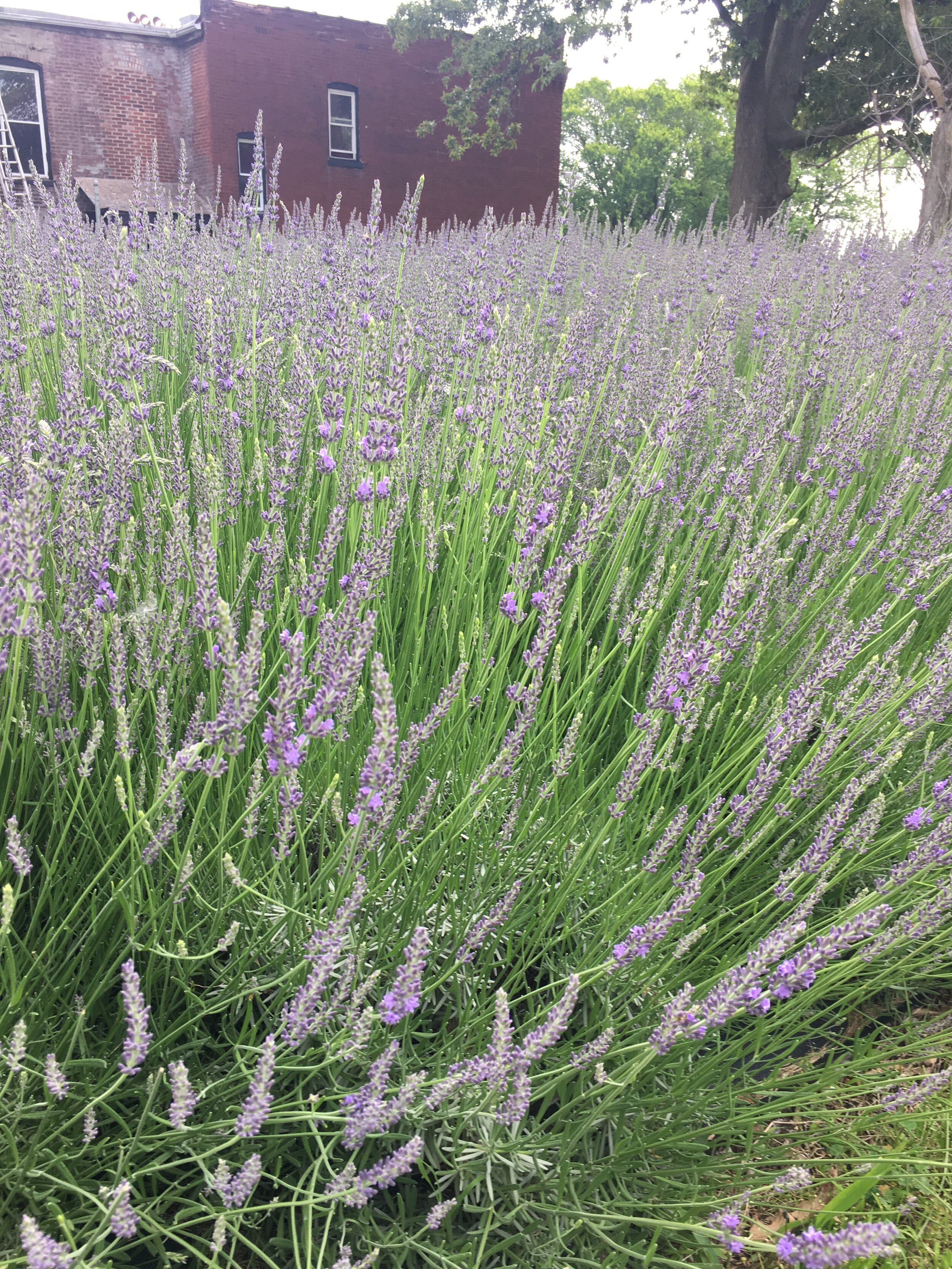 Urban lavender garden in Saint Louis Missouri.jpeg