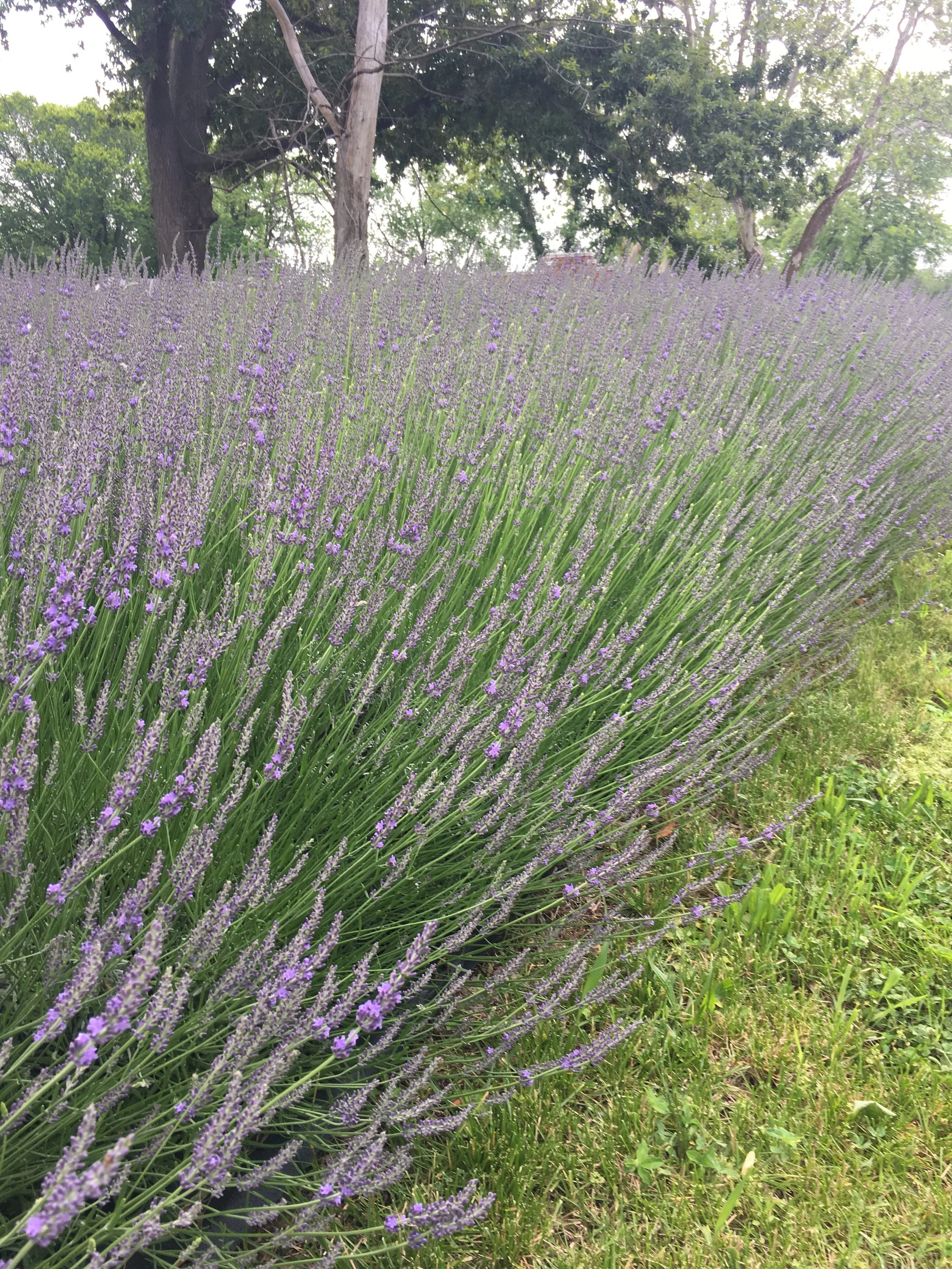IMG_0002.jpeg