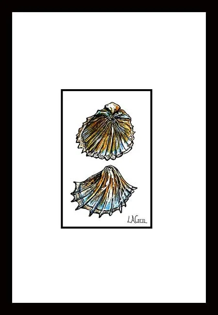 001a Shell 4x6 Bivalve Orange and Blue website.jpg