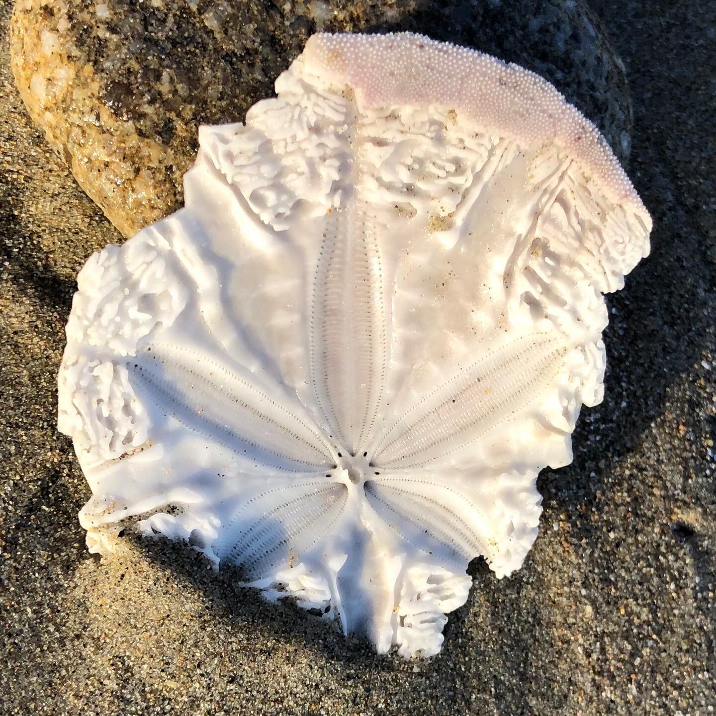 Today we received a beautiful #giftfromthesea 🙏🏼 It&rsquo;s really rare in this area to find a #sanddollar which has broken open like this to expose the inside.  They are just so fragile that the surf consumes them before they are seen.  What a bea