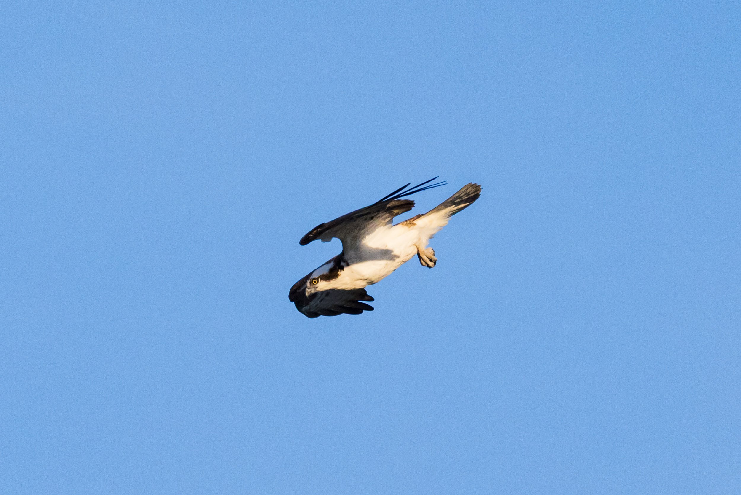 Osprey Catching A Fish April 2026-5006.JPG