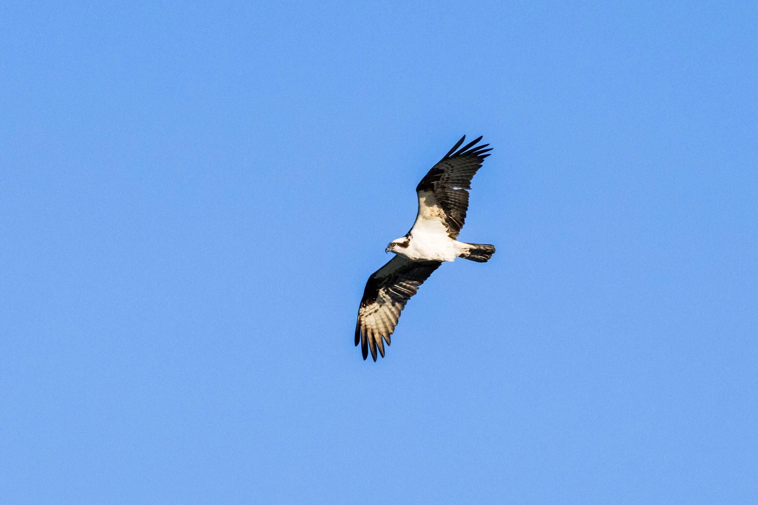 Osprey Catching A Fish April 2026-5005.JPG