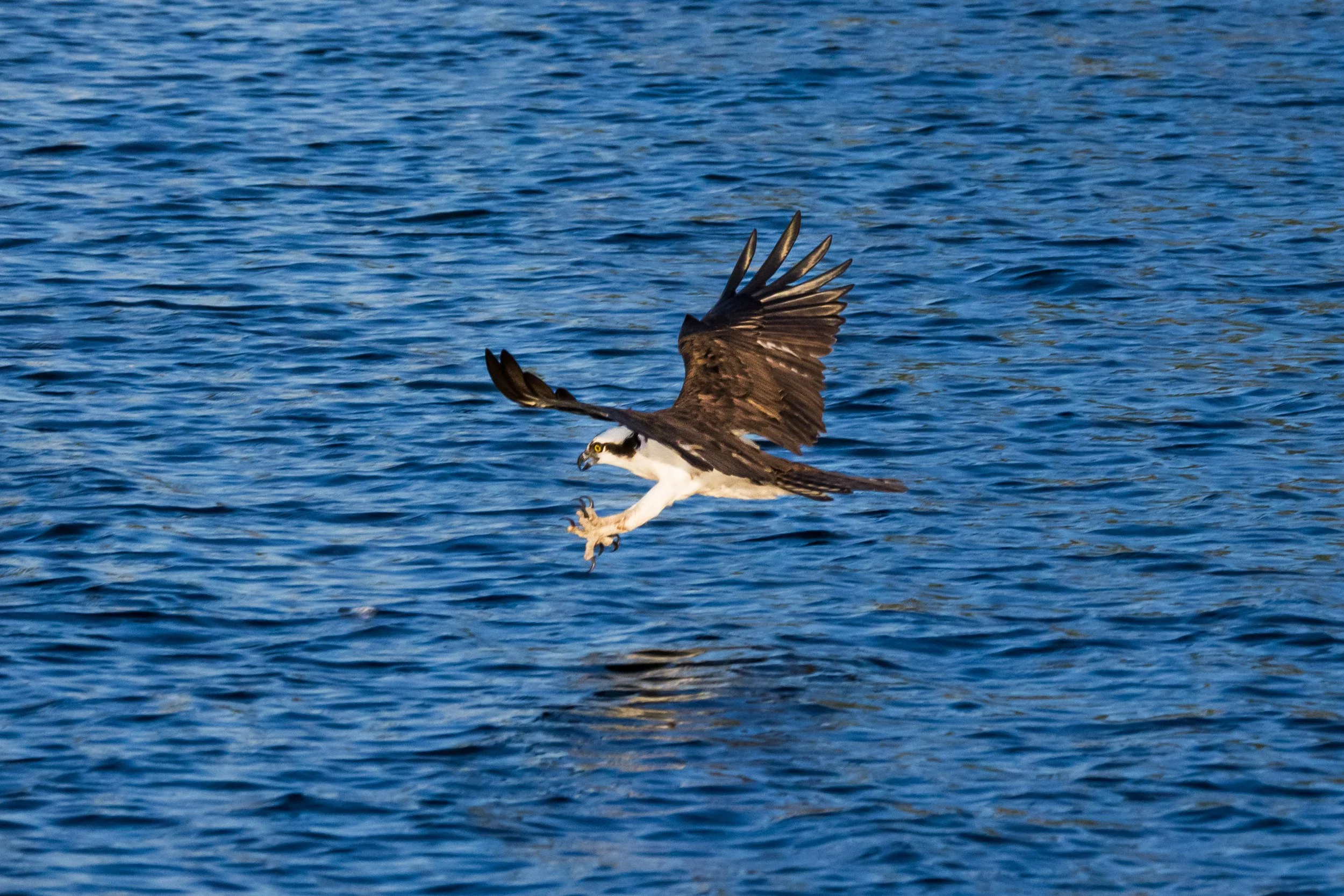 Osprey Catching A Fish April 2026-5015.JPG