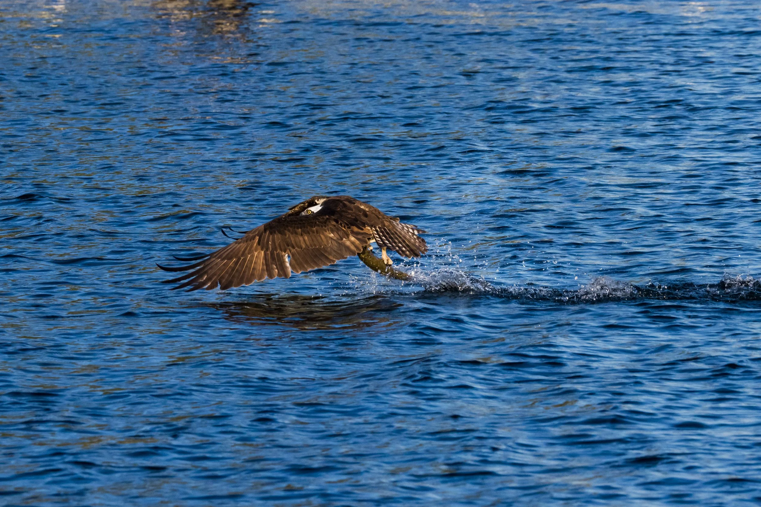 Osprey Catching A Fish April 2026-5017.JPG